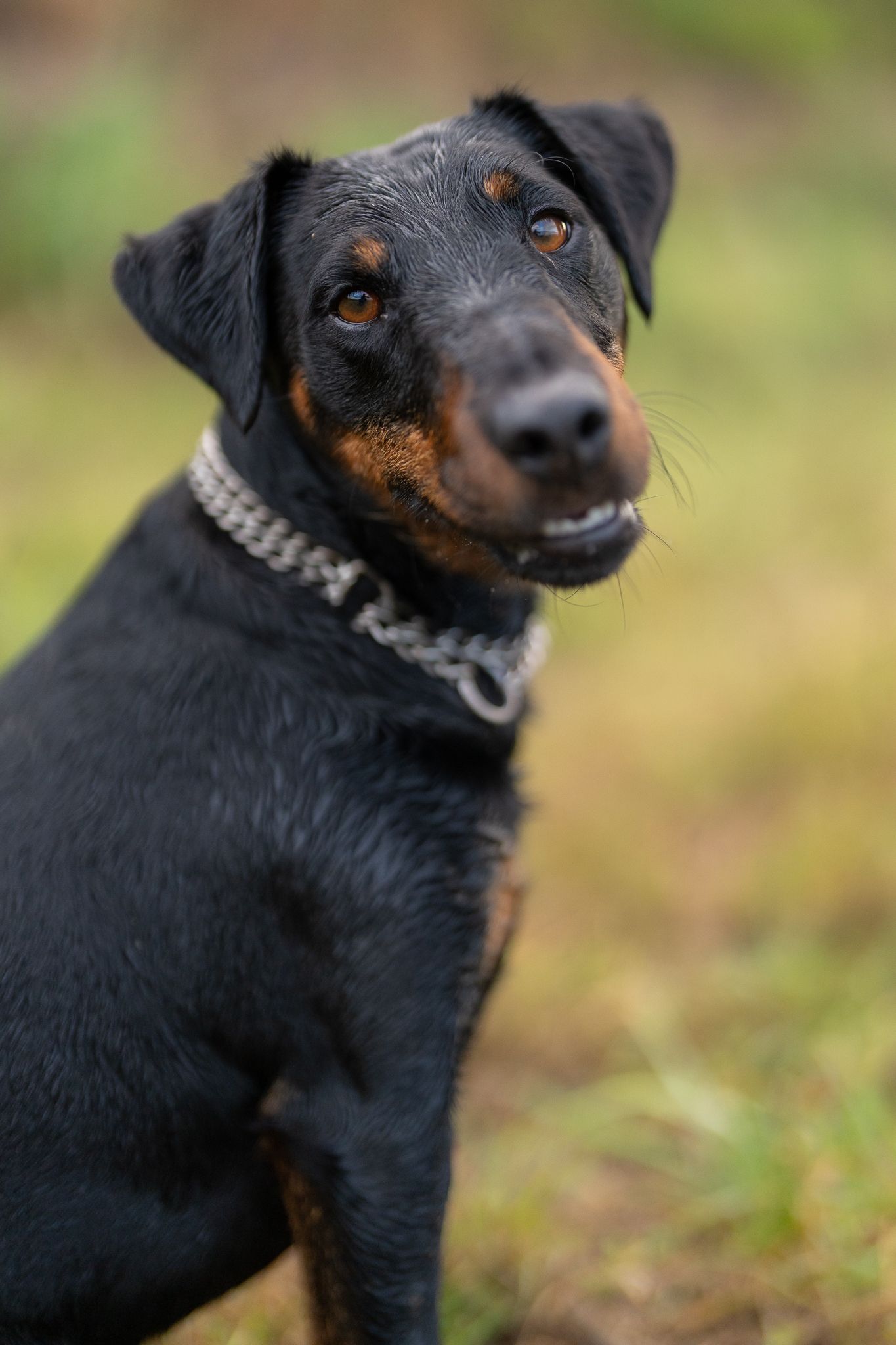 Black and tan dog wearing collar looks sideways with playful expression.