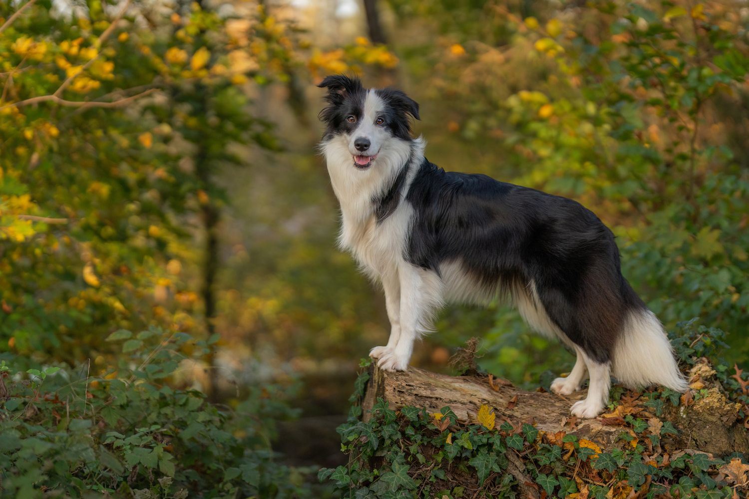Border Collie standing proudly on a rock in autumn woodland setting.