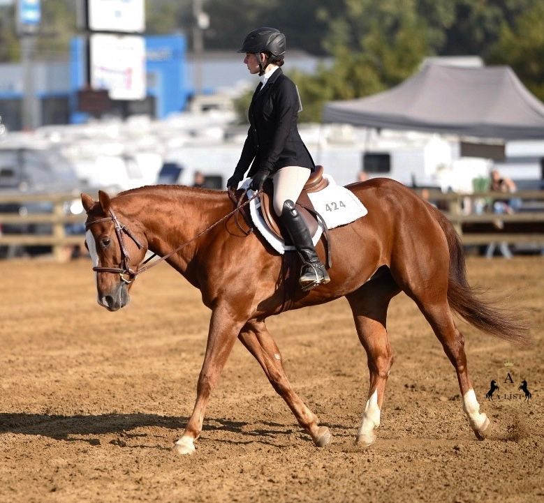 A sorrel horse trotting in an equitation class