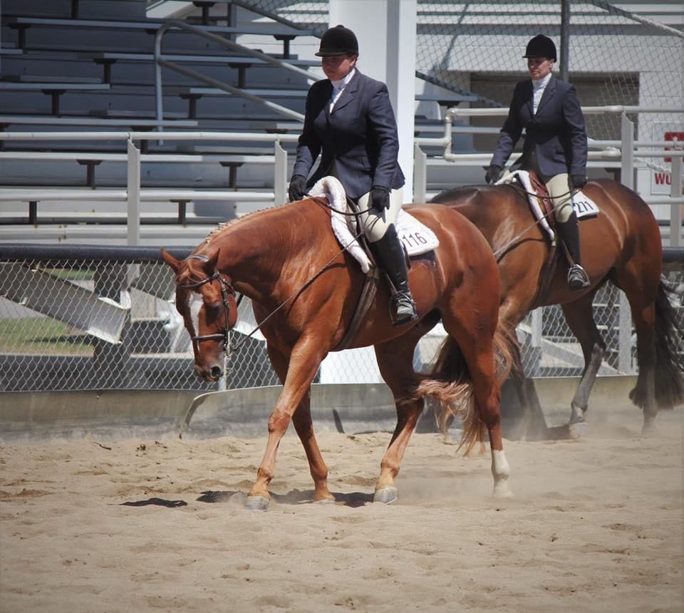A sorrel horse trotting in a hunter under saddle class