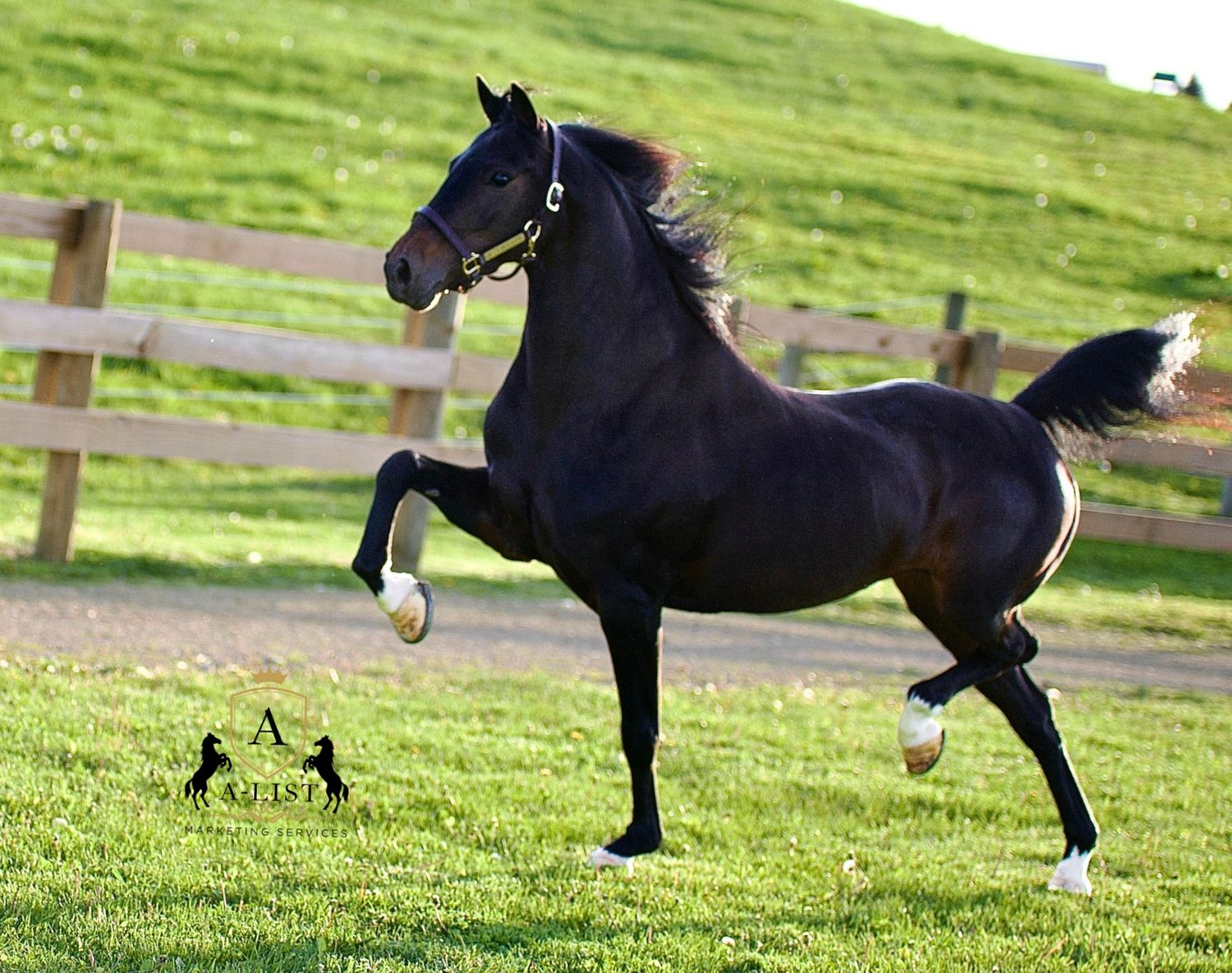A bay hackney pony trotting in the pasture