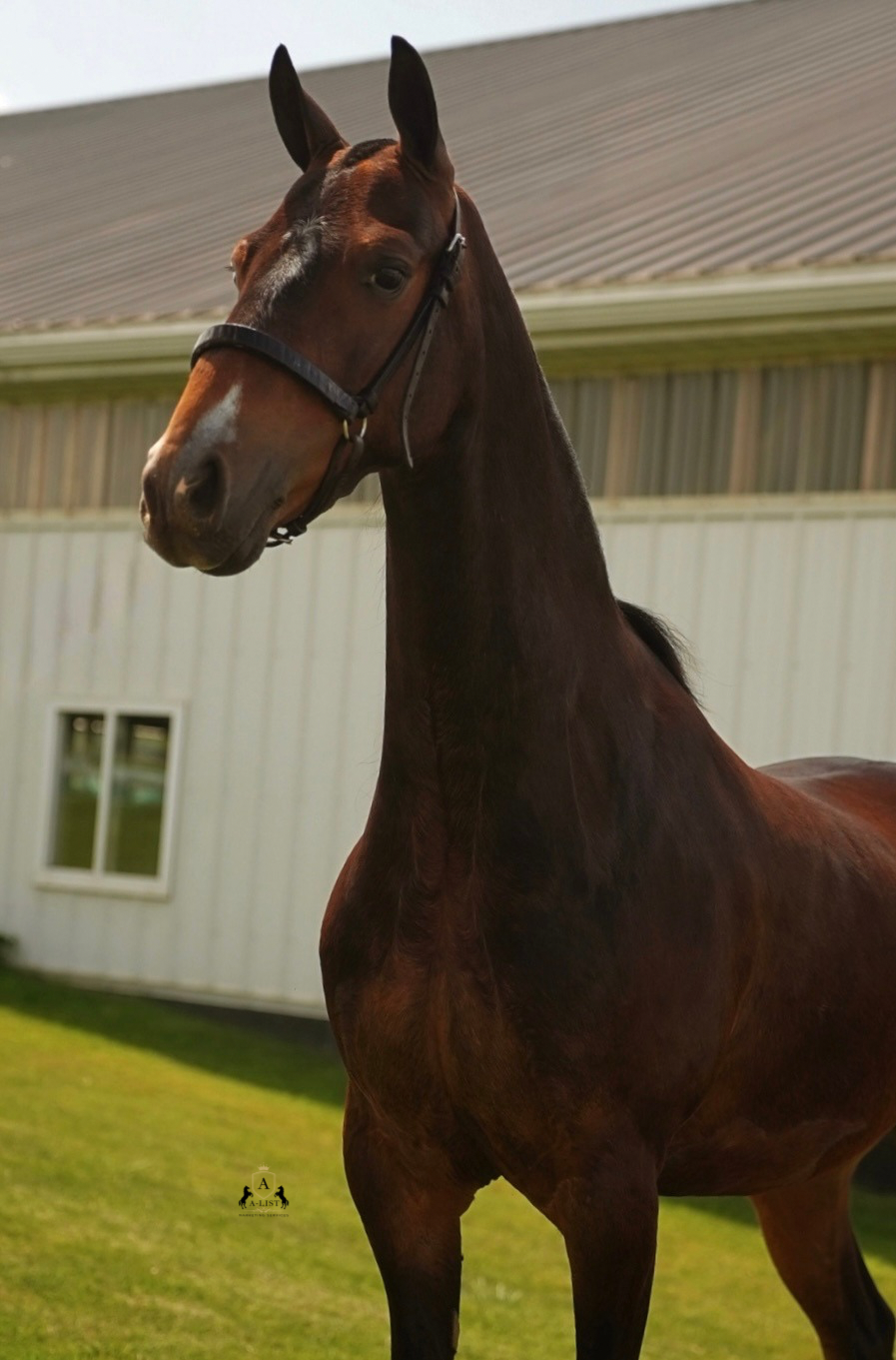 A bay hackney pony posing for confirmation pictures