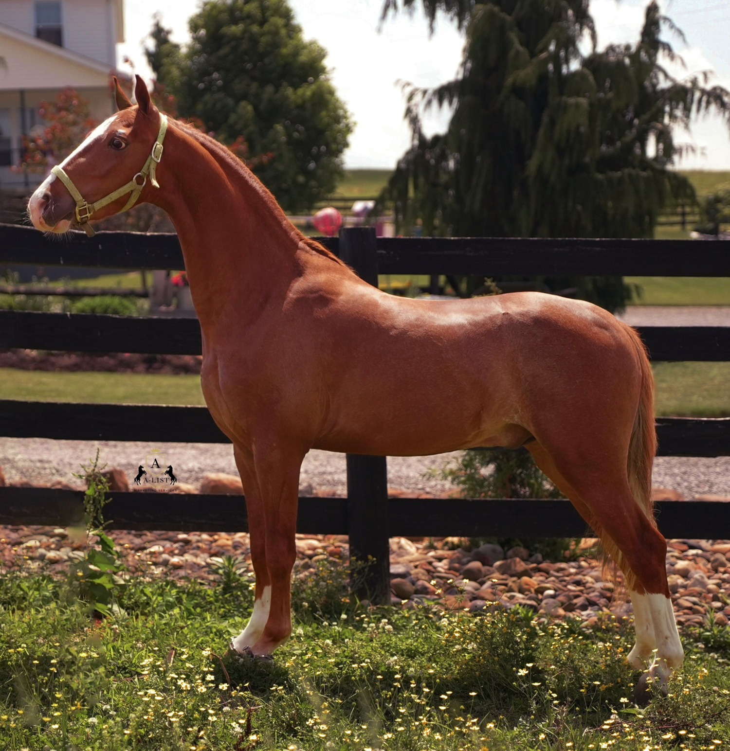 A sorrel hackney pony posing for confirmation pictures