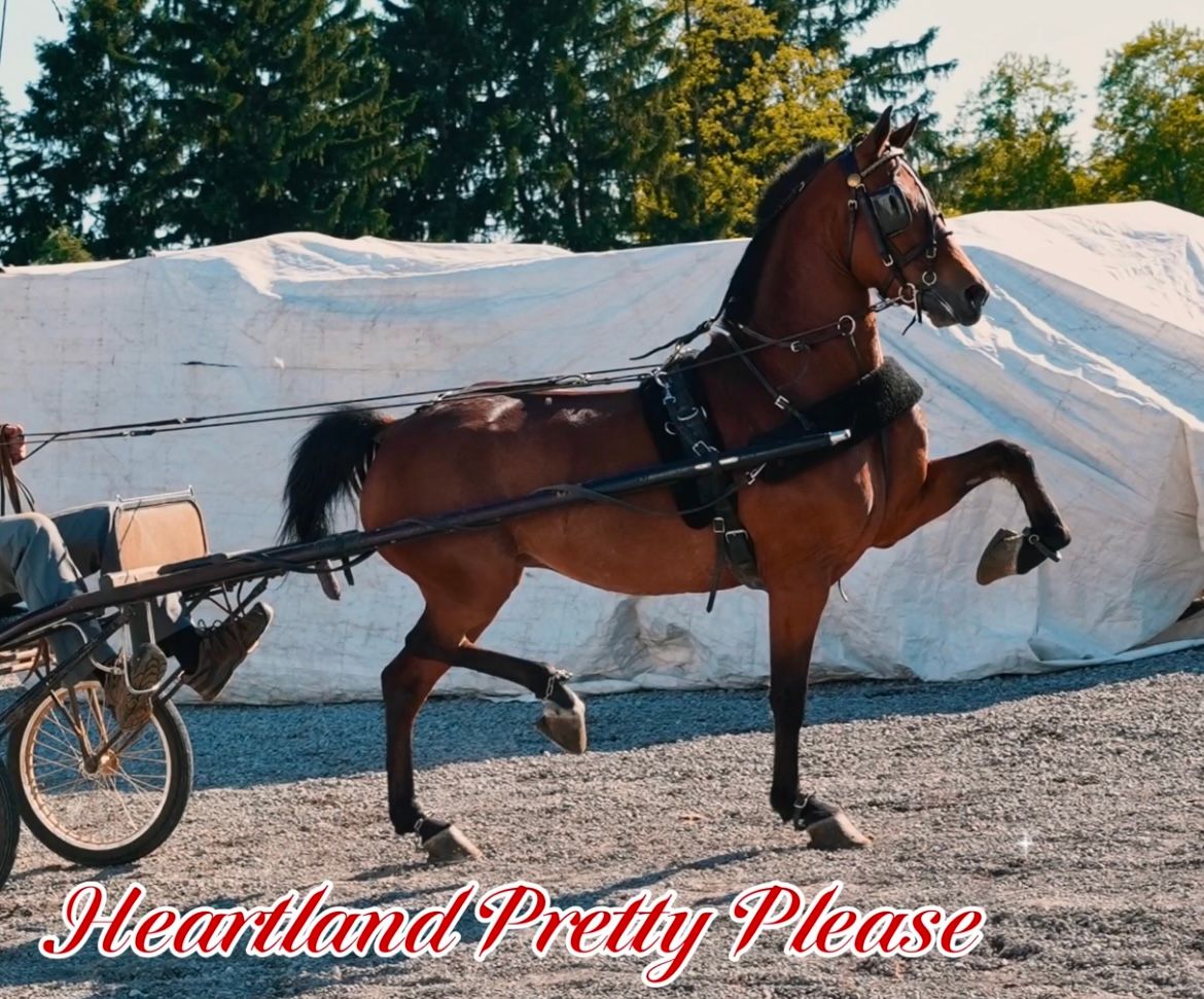 A hackney pony pulling a cart