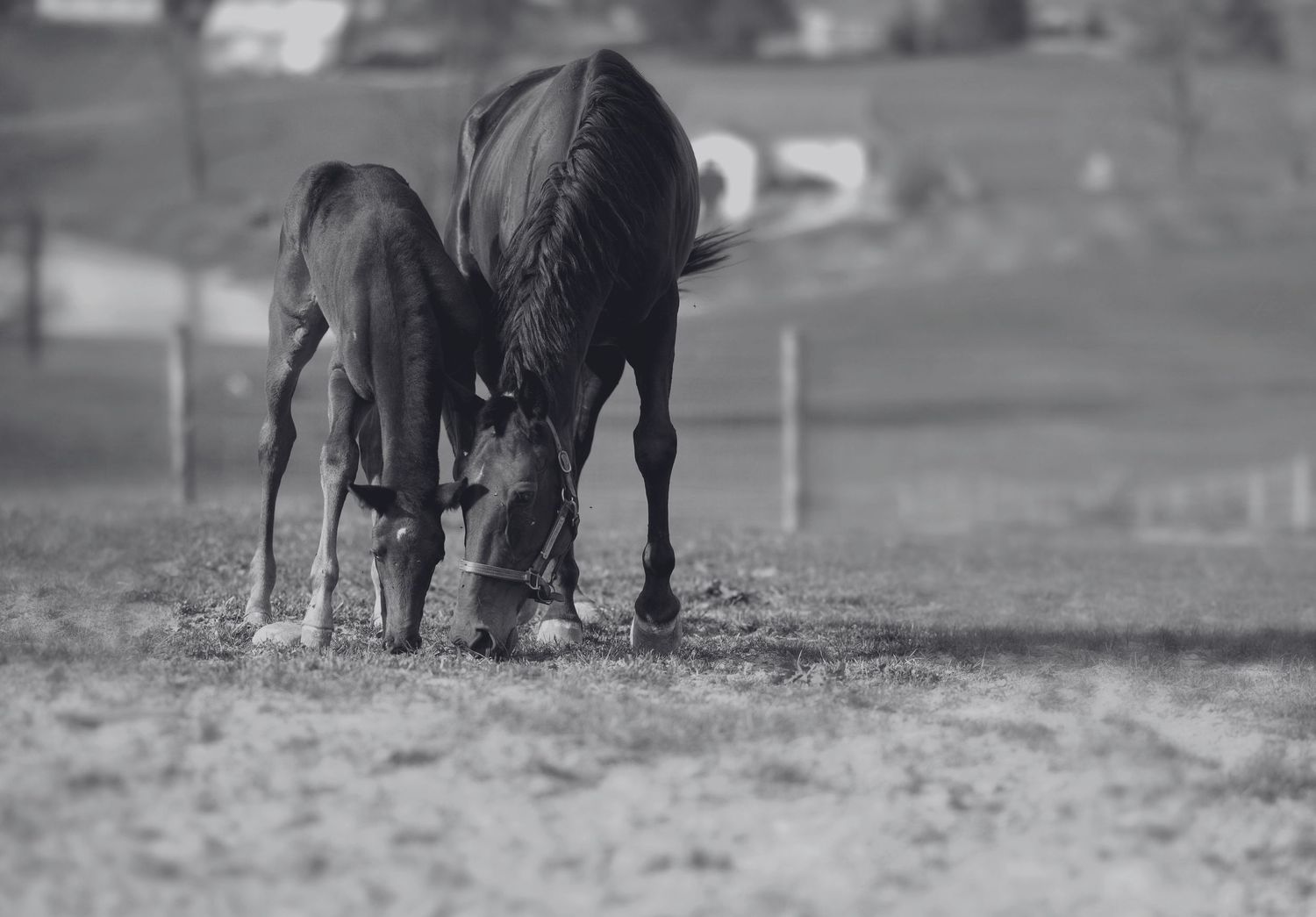 A mare and her colt