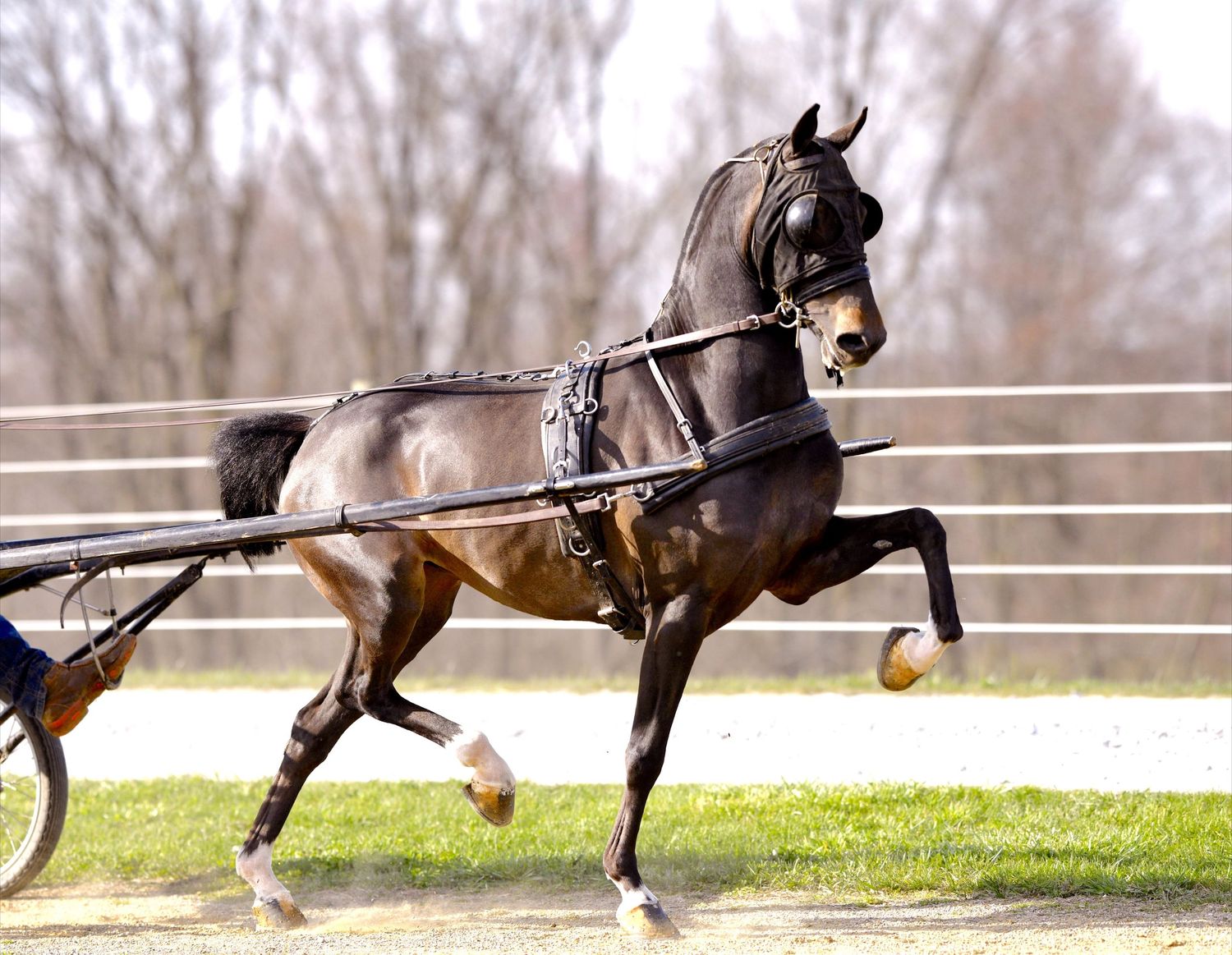 A bay hackney pony trotting with a cart