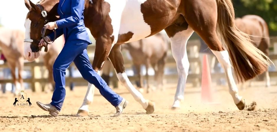 A paint horse showing in showmanship