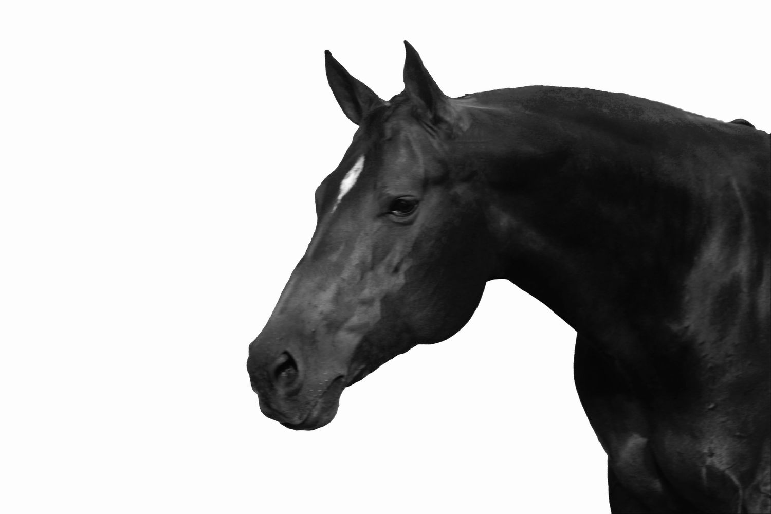 A bay horse posing for a photo