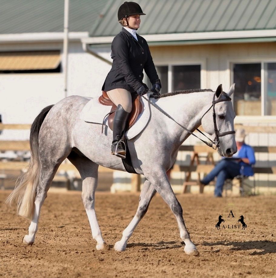 A grey QH trotting in an equitation class