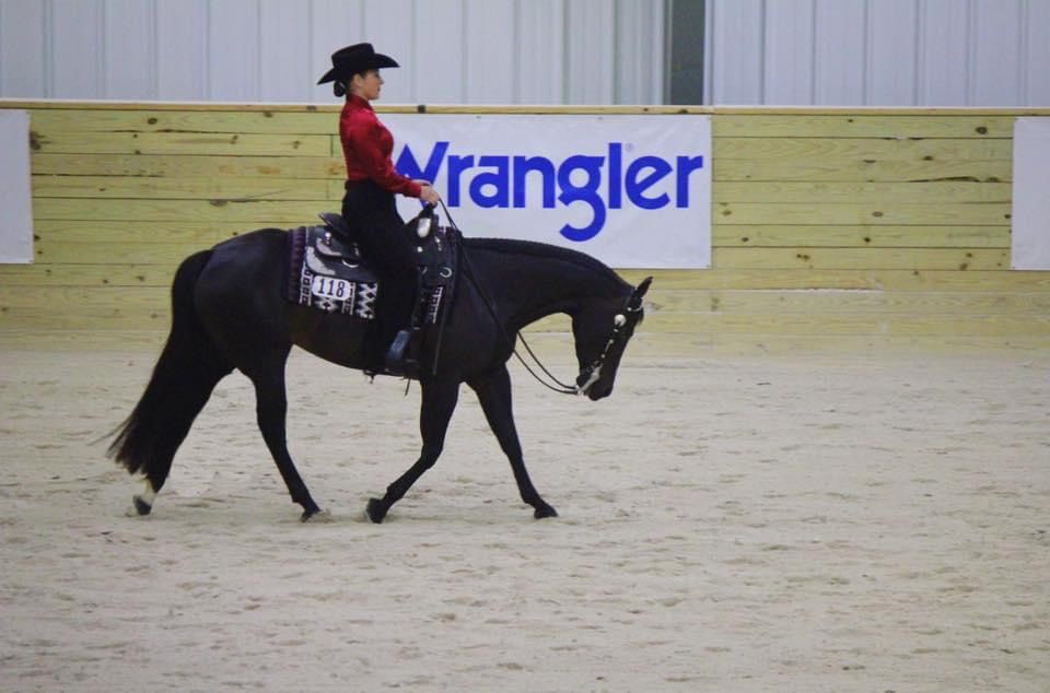 A black Quarter Horse jogging in a horsemanship class