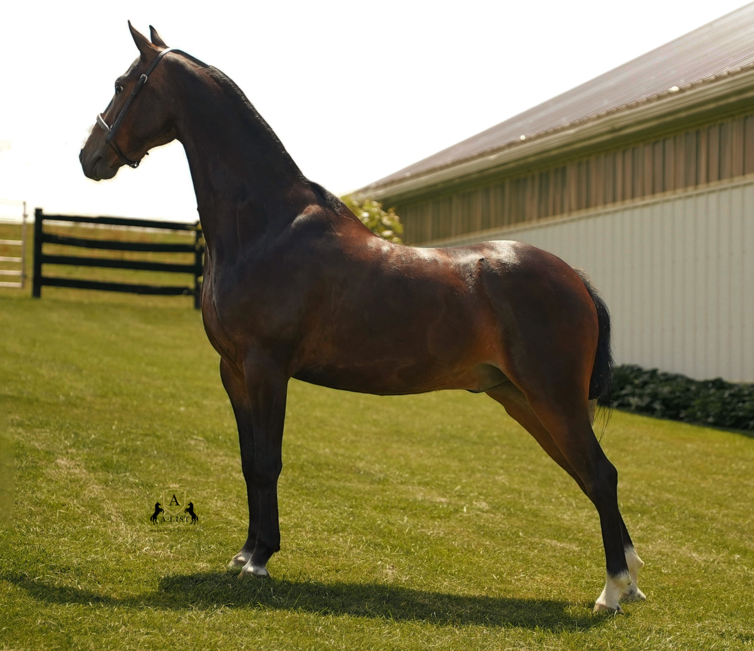 A bay hackney pony posing for confirmation pictures