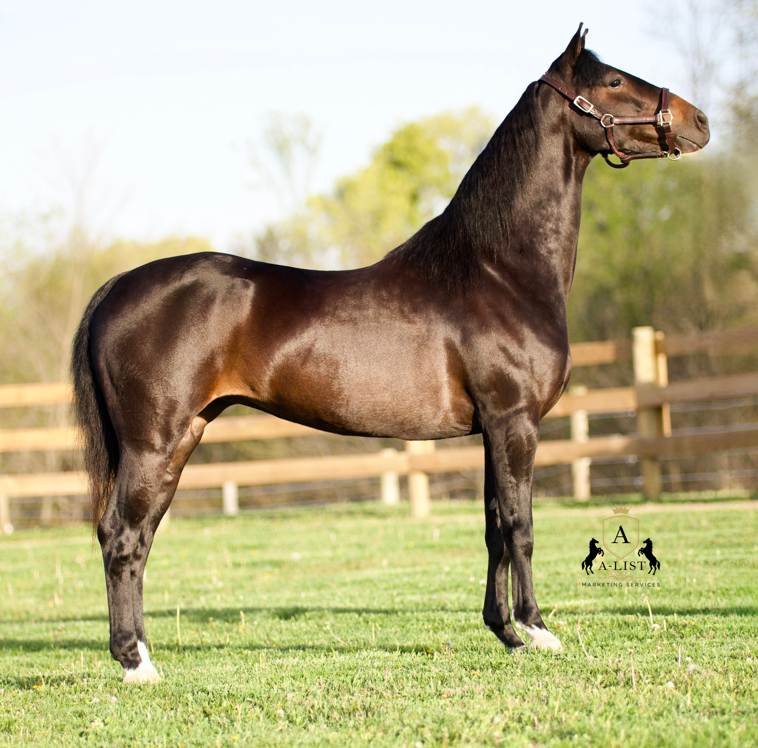 A bay hackney pony posing for confirmation pictures