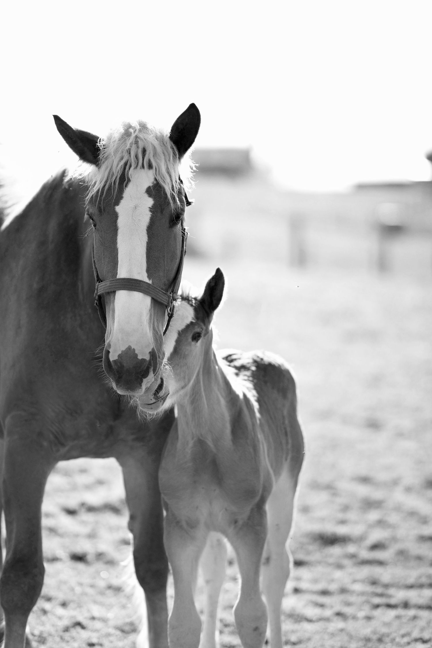 A Belgian mare and her foal