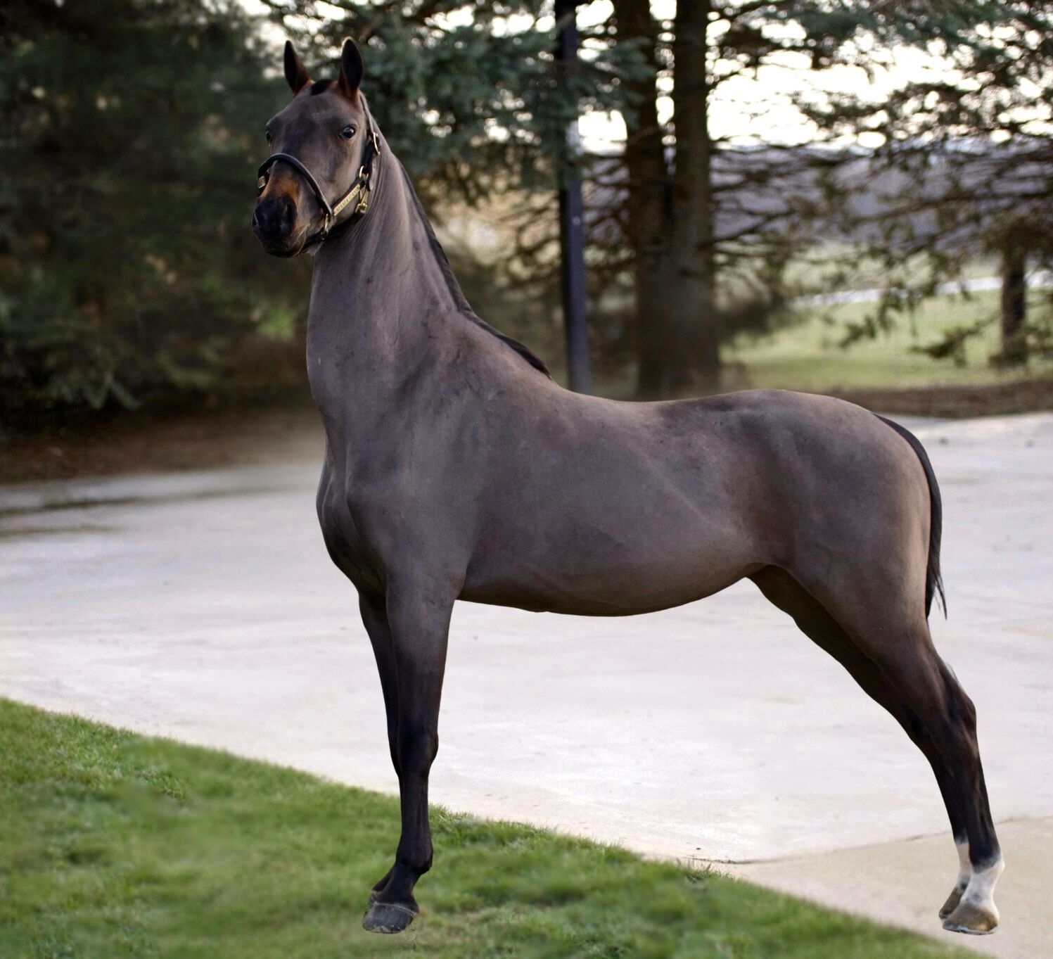 A black hackney pony standing for a confirmation picture