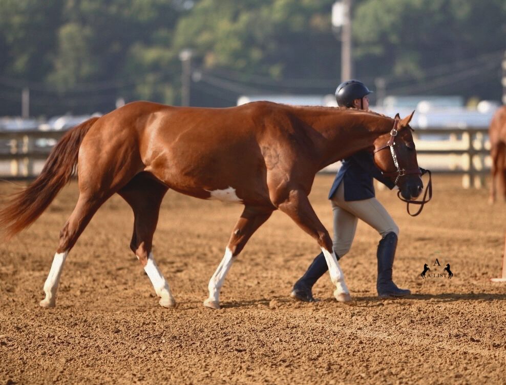 A sorrel horse showing in showmanship