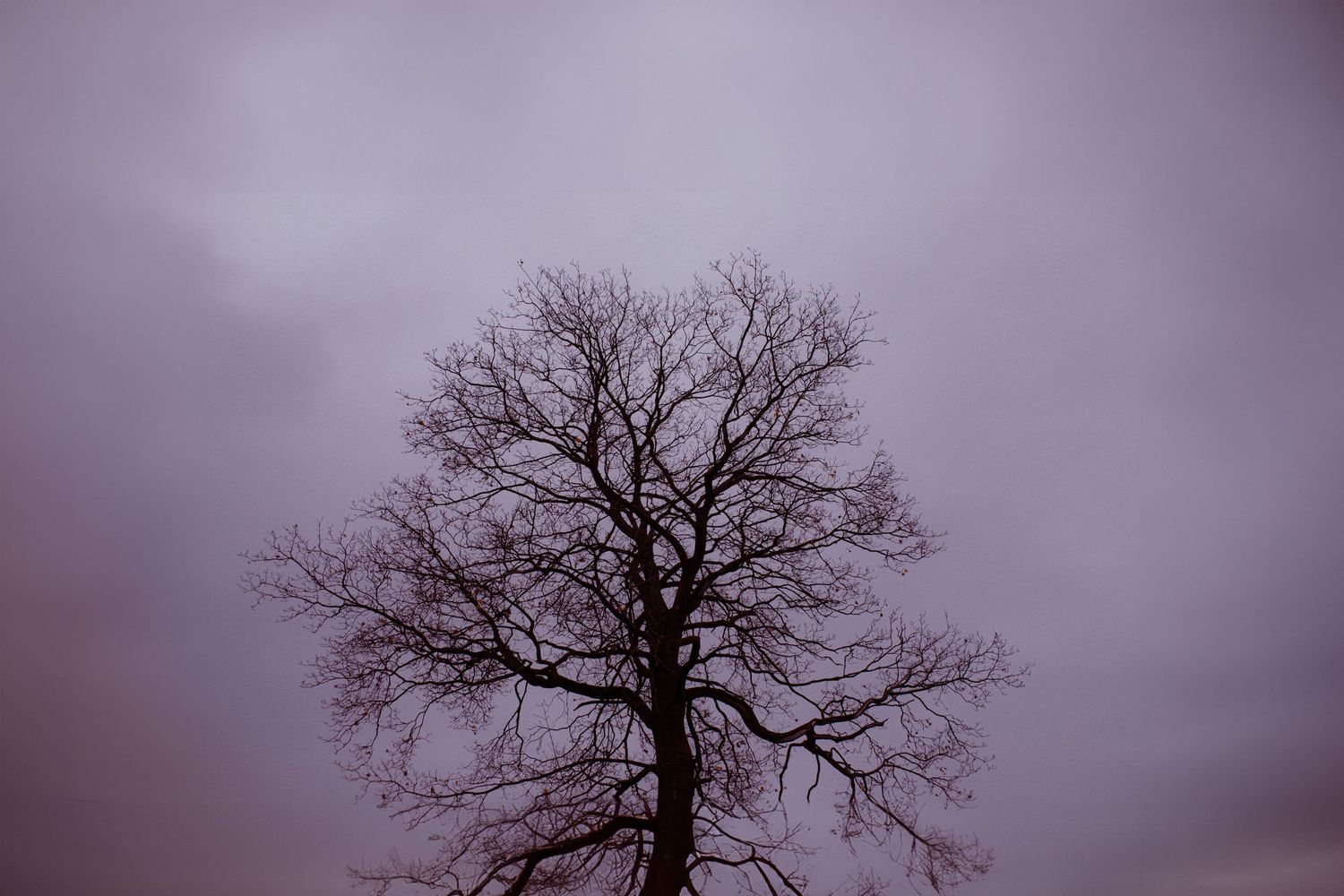 Silhouette of a bare leafless tree against a dramatic cloudy purple-grey sky.