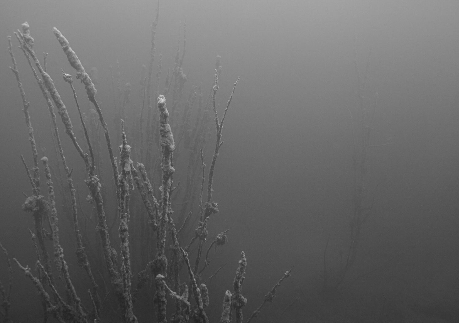 Black and white photo of frost-covered bare branches emerging from dense winter fog.
