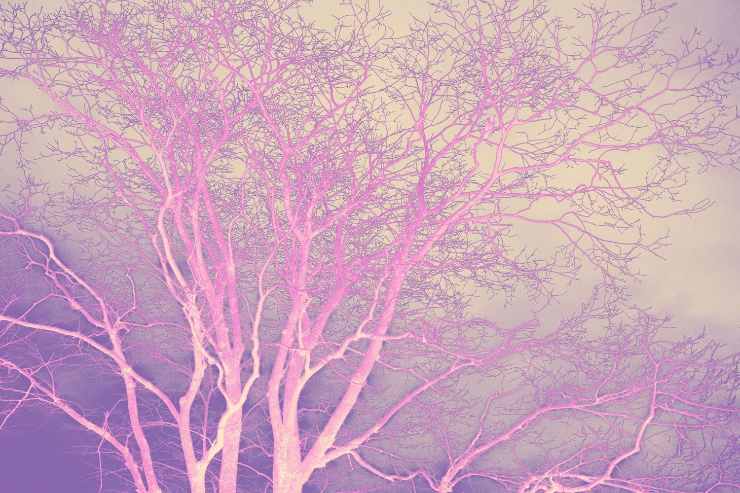 Pink and purple bare tree branches against a dreamy pastel sky in a surreal, artistic nature photograph.
