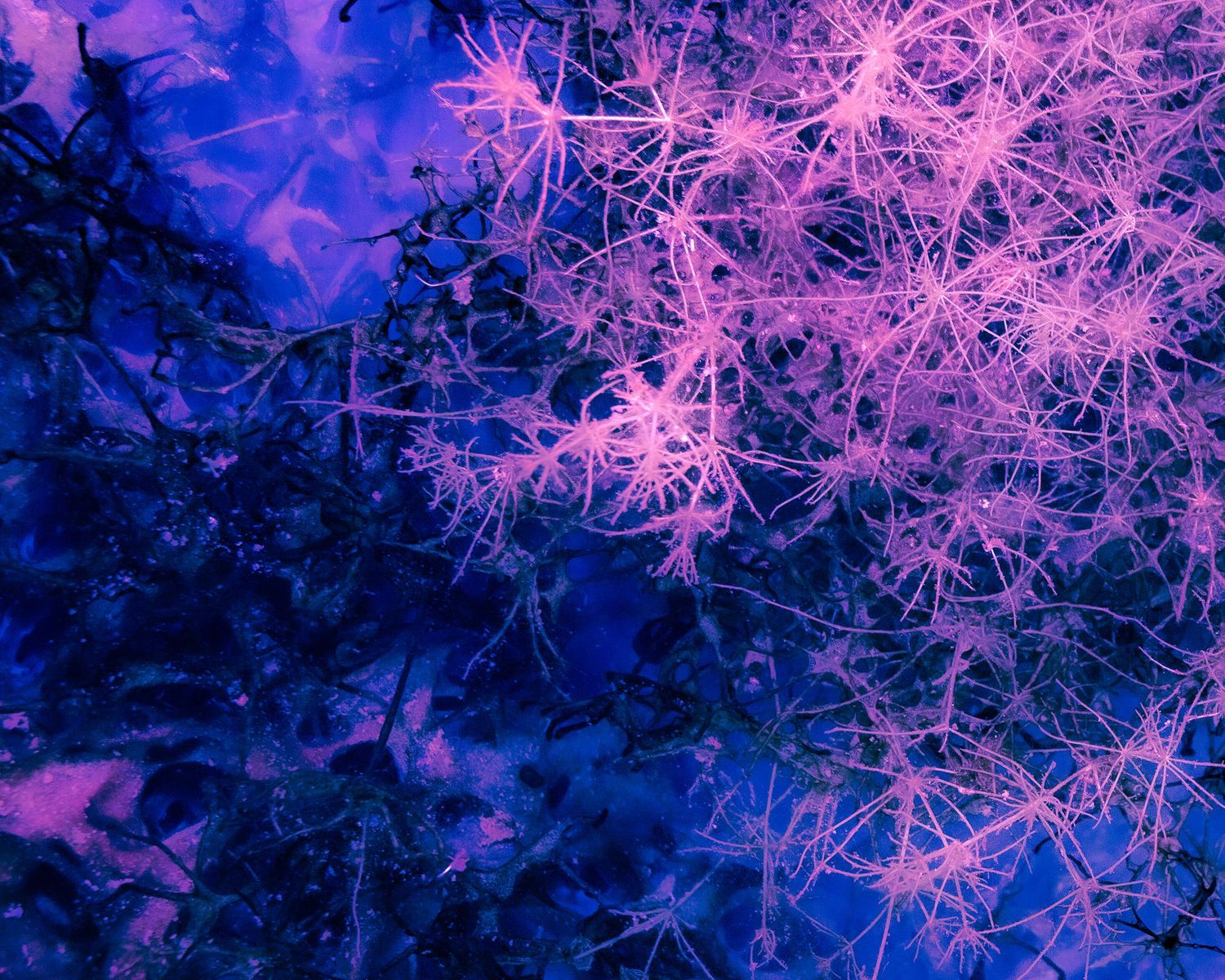 Abstract purple and blue glowing plant fibers with intricate branching patterns creating an ethereal, bioluminescent underwater scene.