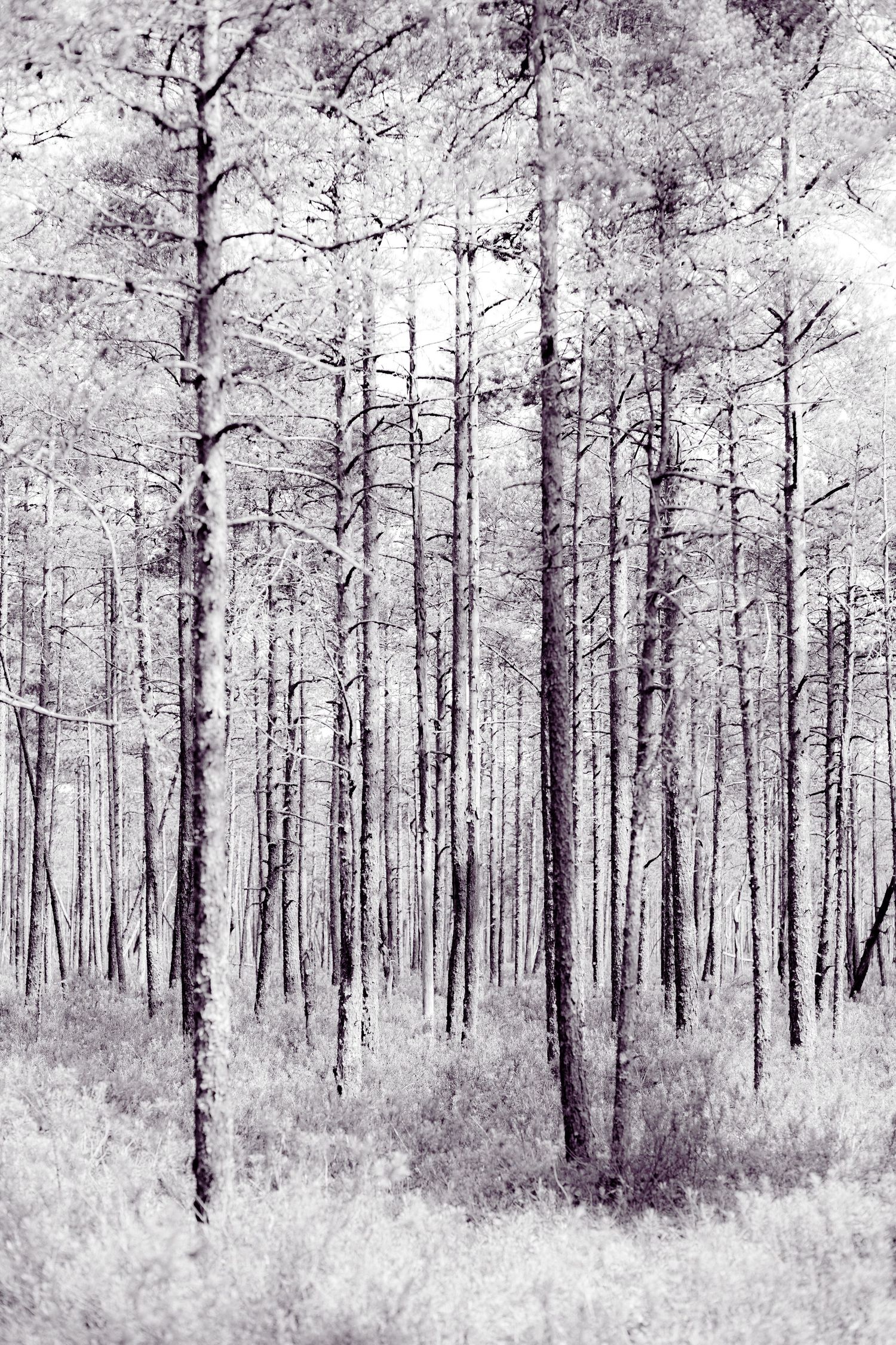 Black and white infrared forest photo featuring tall pine trees with delicate branches against a bright winter sky.