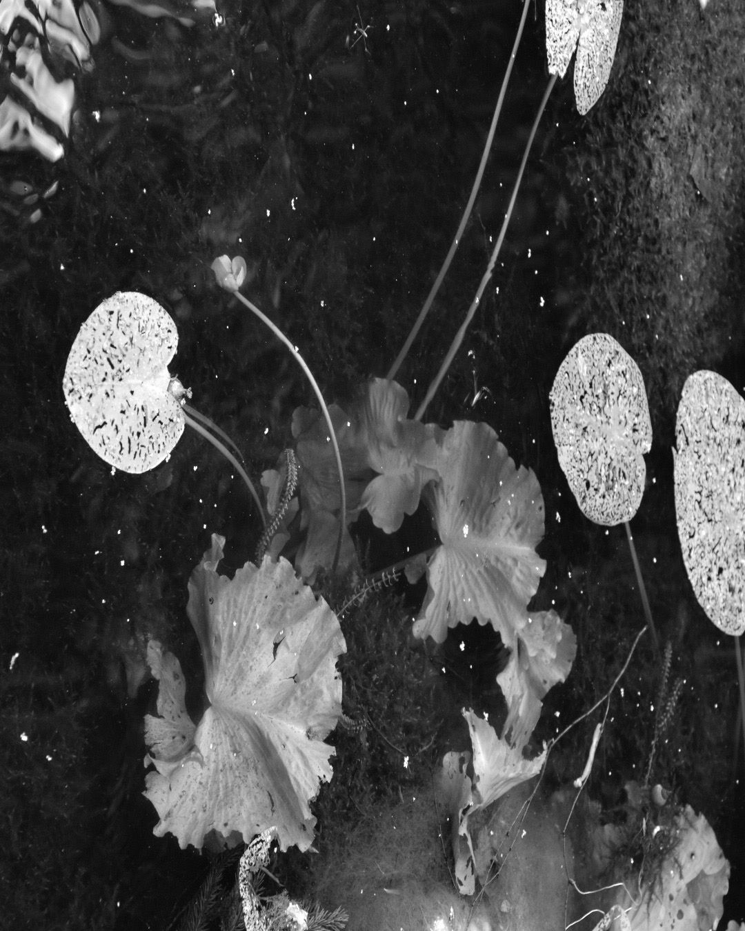 Black and white macro photograph of lily pads and aquatic plants with delicate stems against a dark background.