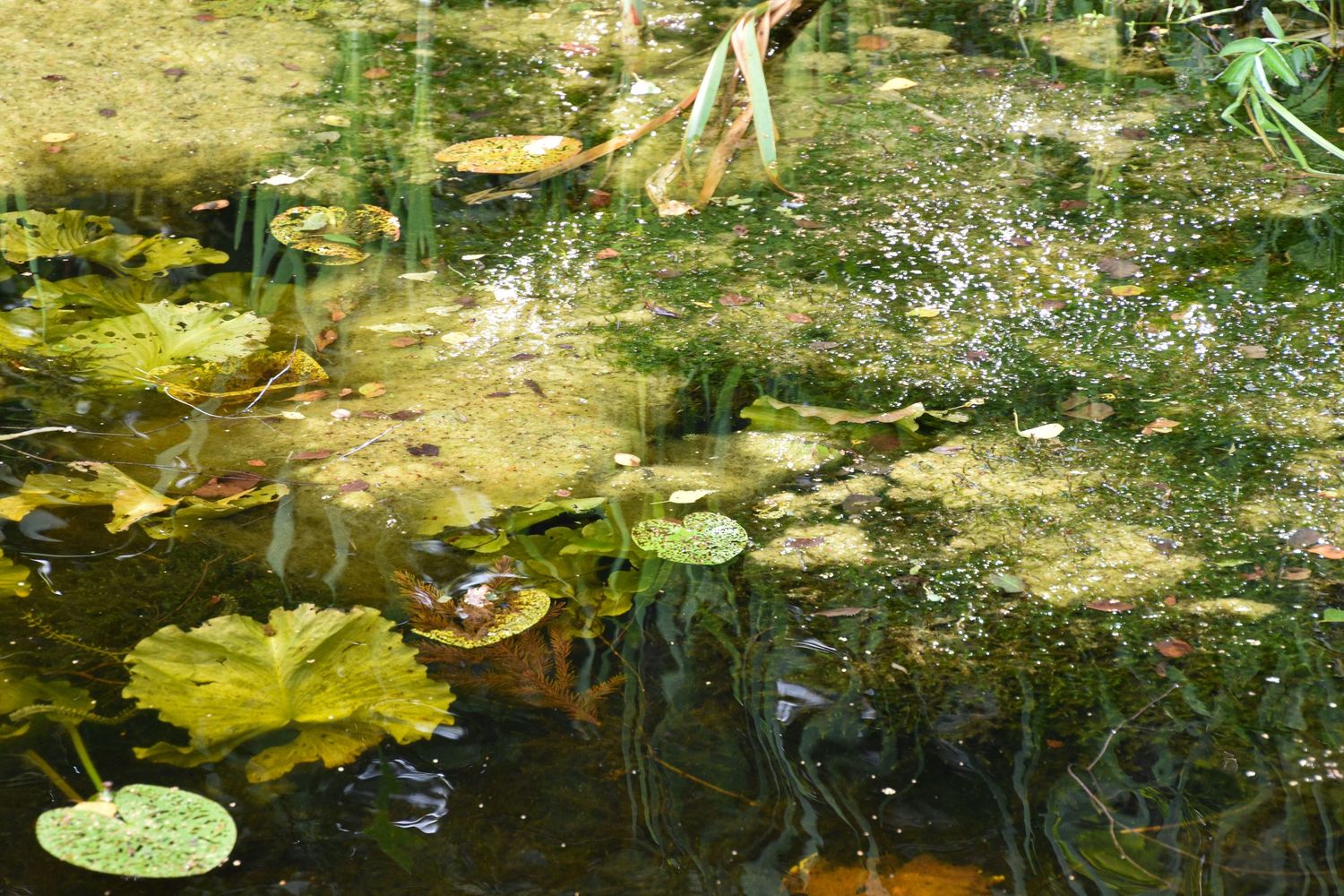 Aerial view of lily pads and aquatic plants floating on a sunlit garden pond.