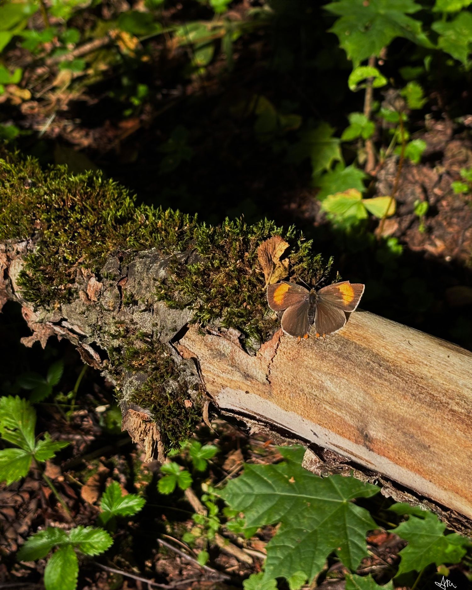 Brown butterfly resting on mossy bark log surrounded by green forest foliage in sunlight.