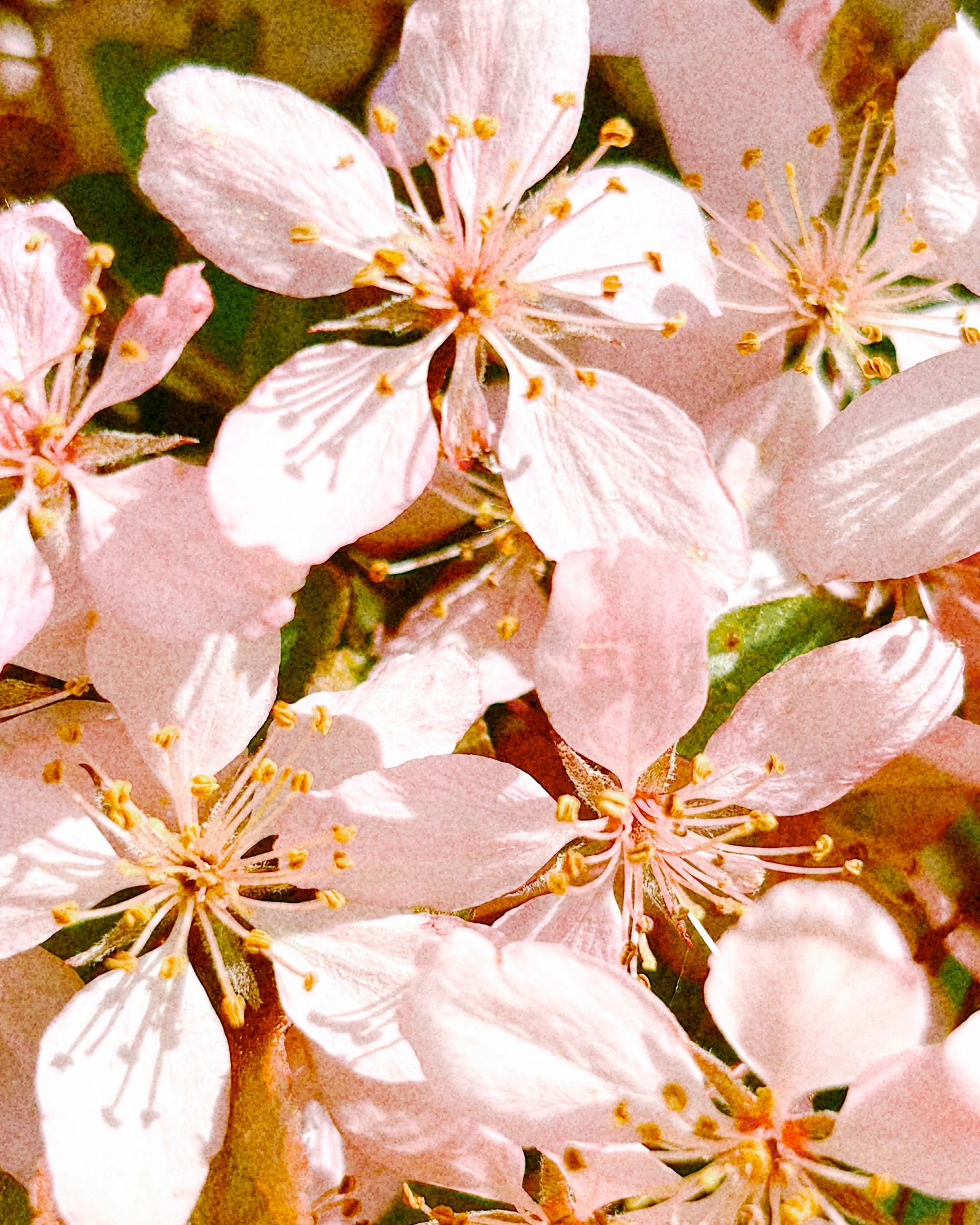Close-up of delicate pink cherry blossom flowers with yellow stamens blooming on a tree branch in spring.
