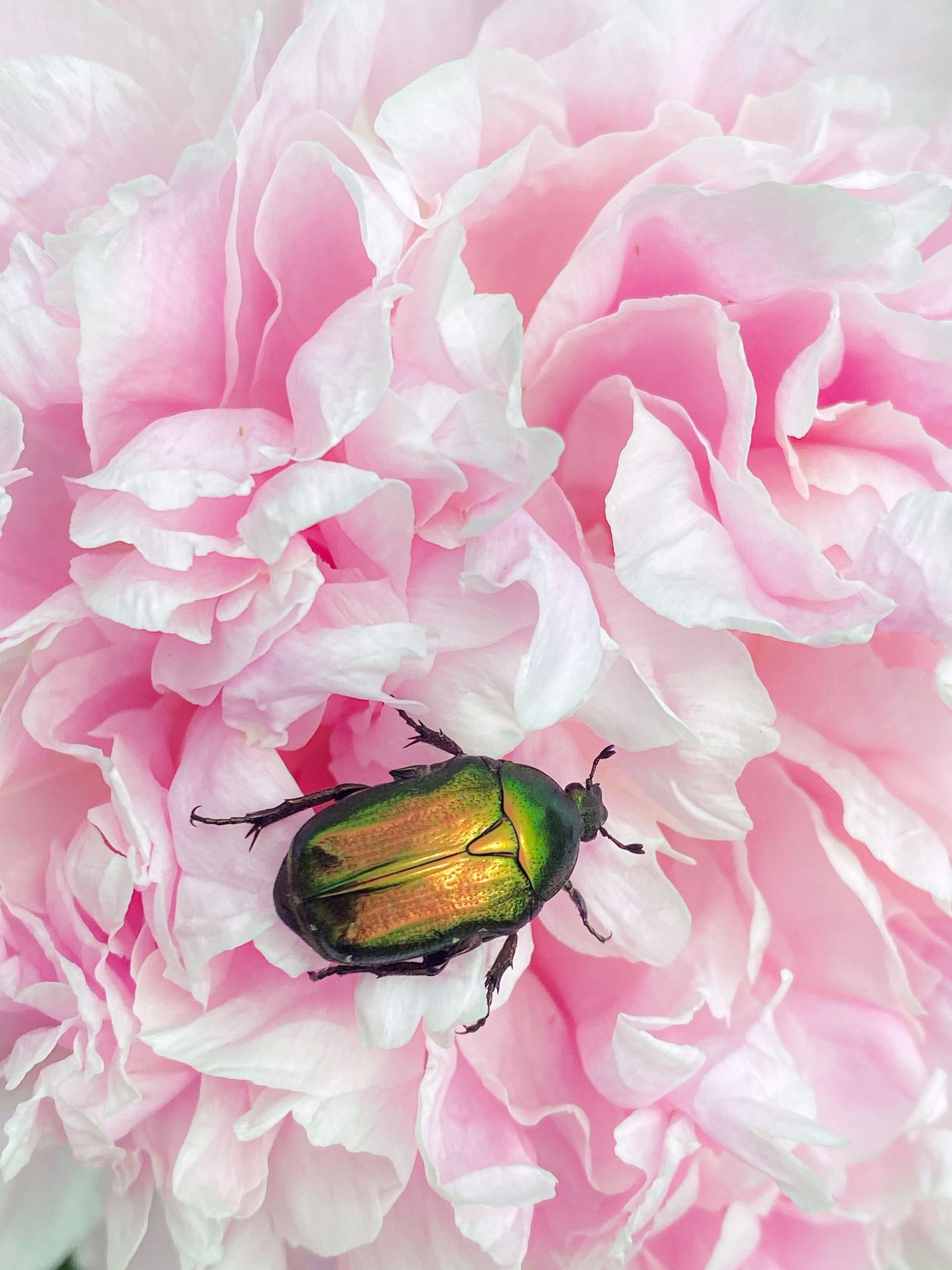 Iridescent green rose chafer beetle resting on delicate soft pink peony flower petals.