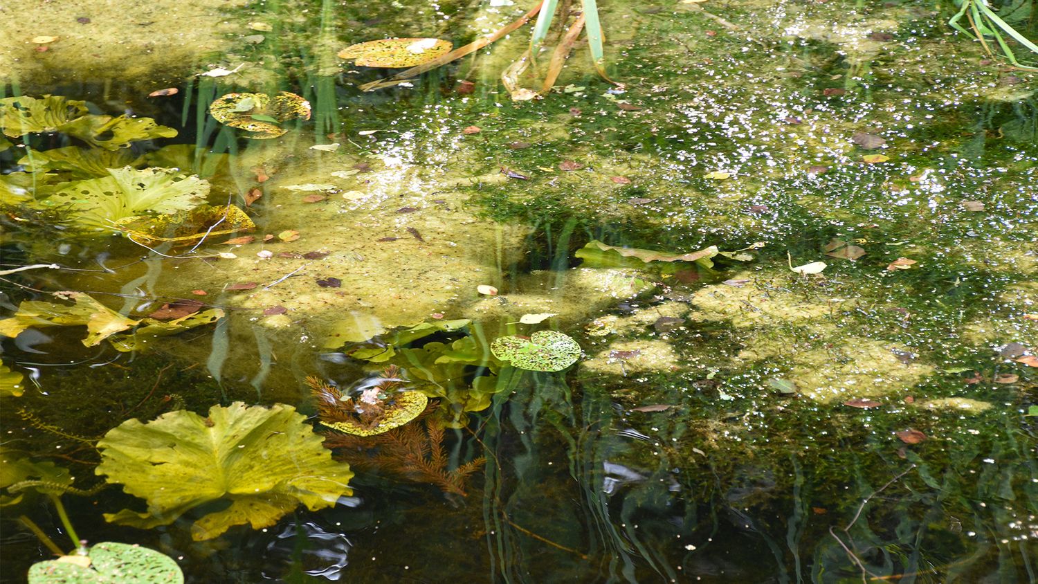 Sunlit pond filled with lily pads, aquatic vegetation, and dappled light reflections on the water surface.