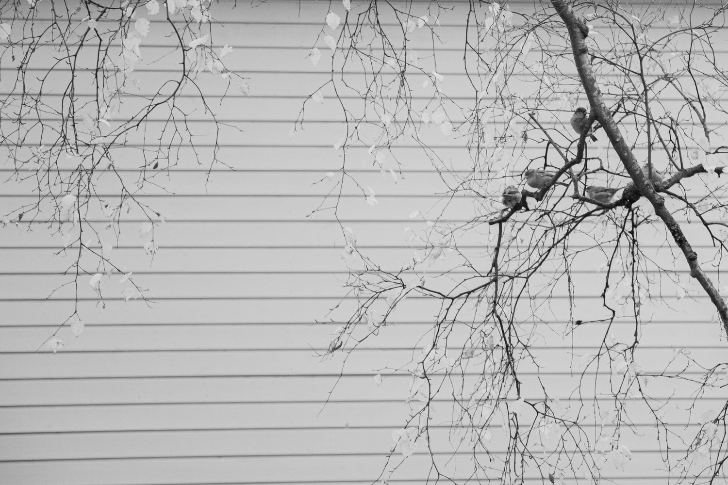 Bare winter tree branches against white horizontal siding of a building in black and white.