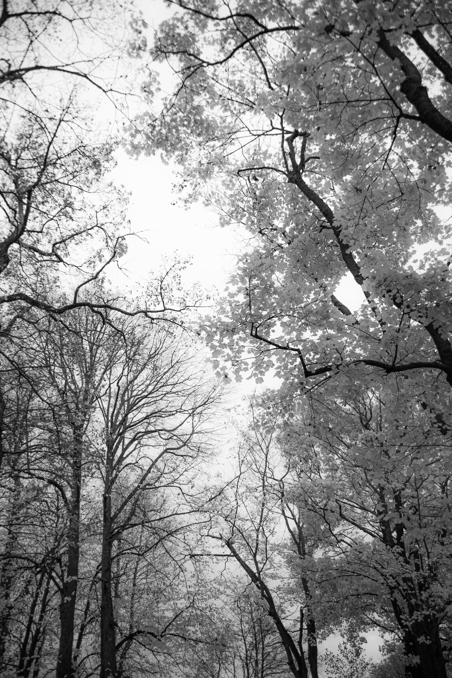 Black and white upward view of bare and leafy trees against a bright sky in a forest.