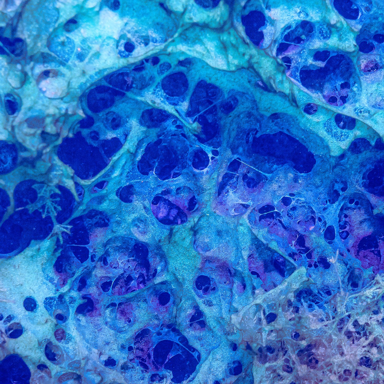 Abstract blue and purple microscopic cell tissue slide showing detailed cellular structures in vibrant teal hues.