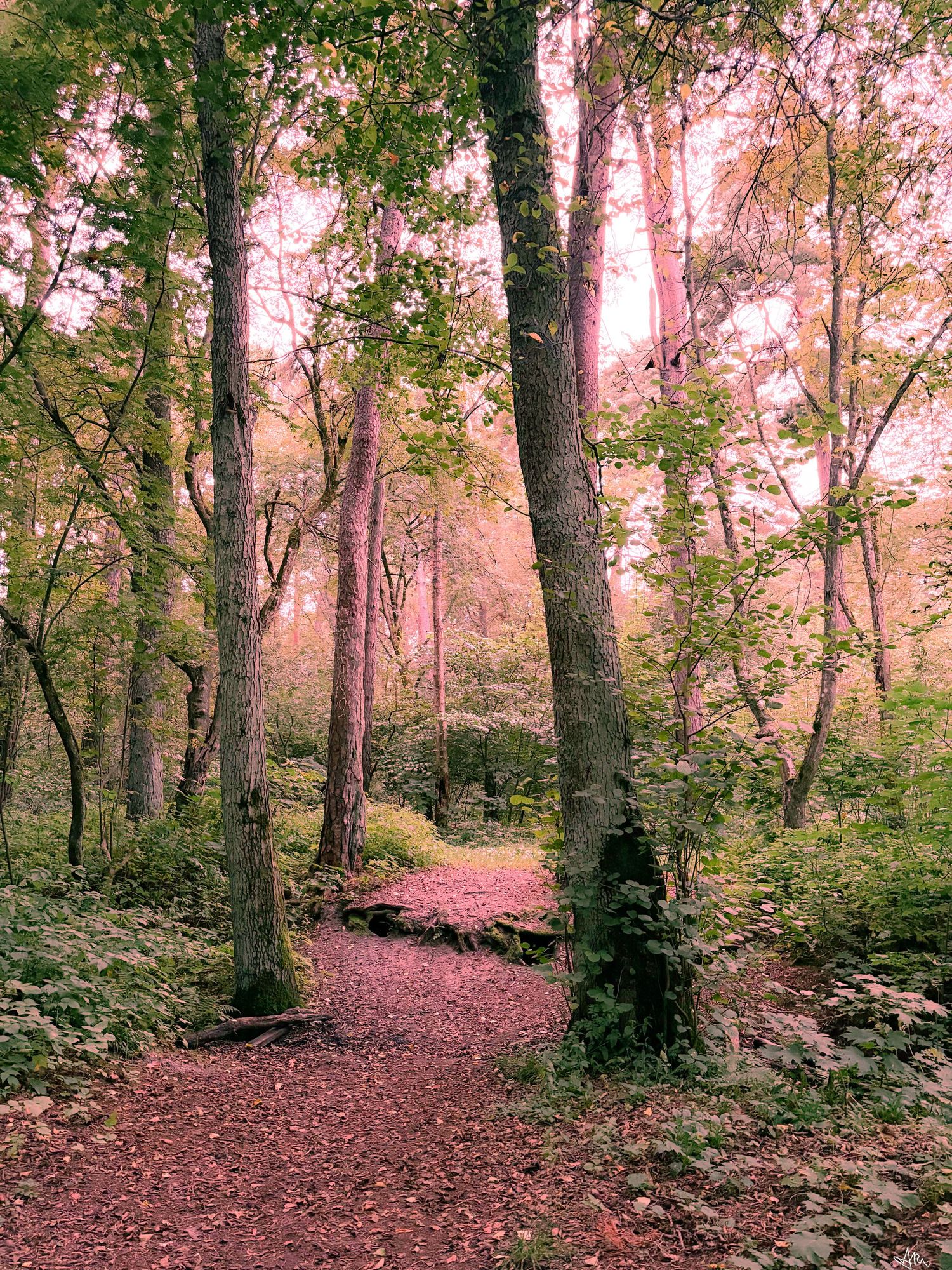 A winding forest path covered in fallen leaves surrounded by tall trees with pink-hued autumn foliage.