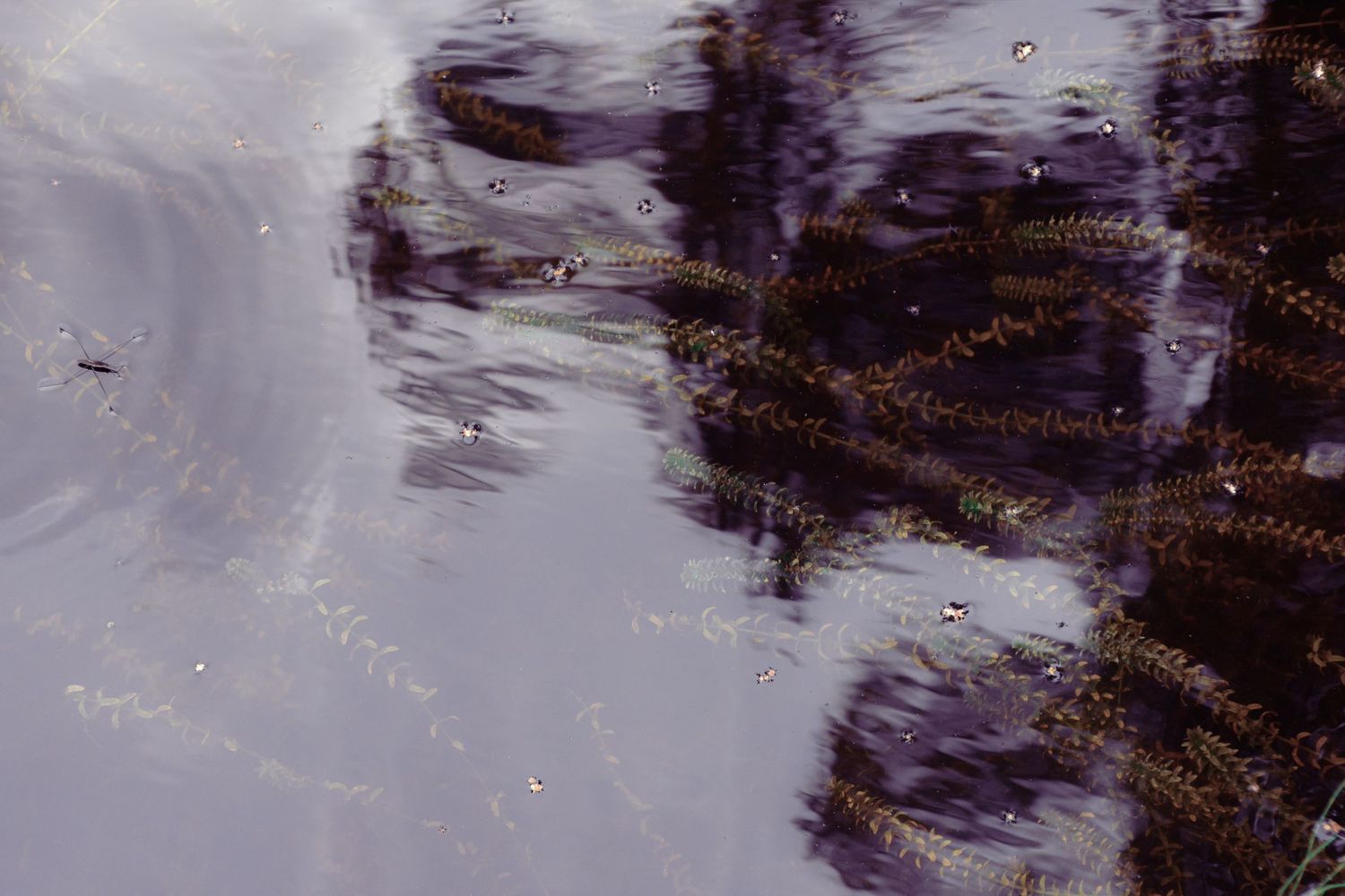 Serene water surface reflecting dark trees with submerged aquatic plants visible below.