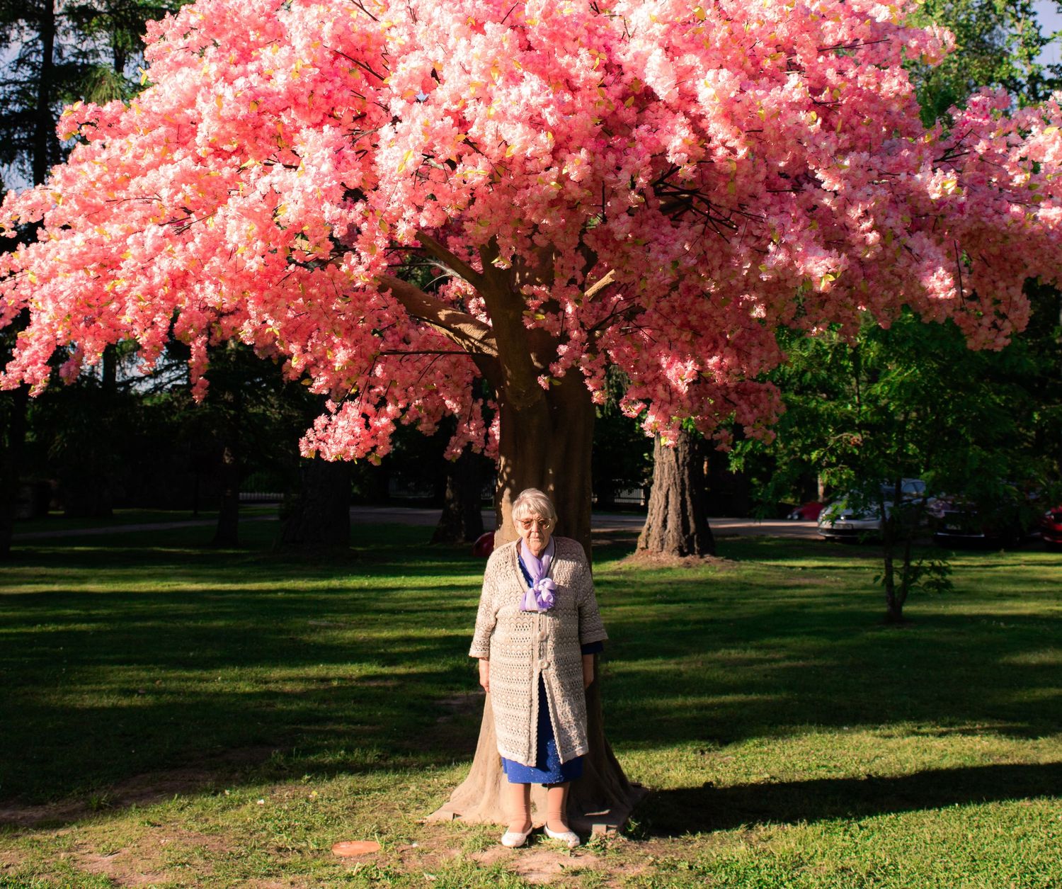 Woman standing beneath a stunning large pink cherry blossom tree in full bloom in a green park.