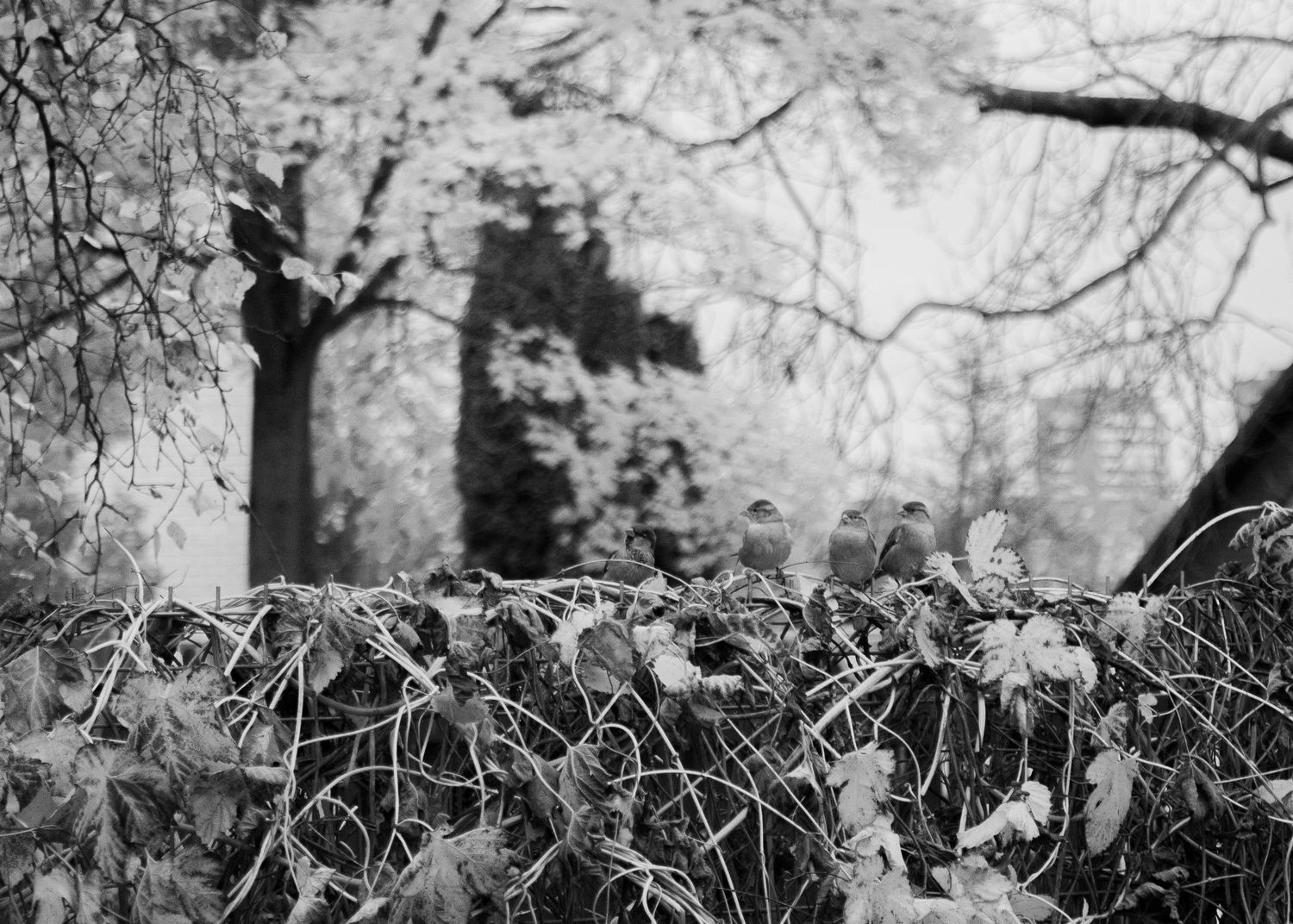 Black and white photo of frost-covered ivy hedge with bare trees and a cross in background.