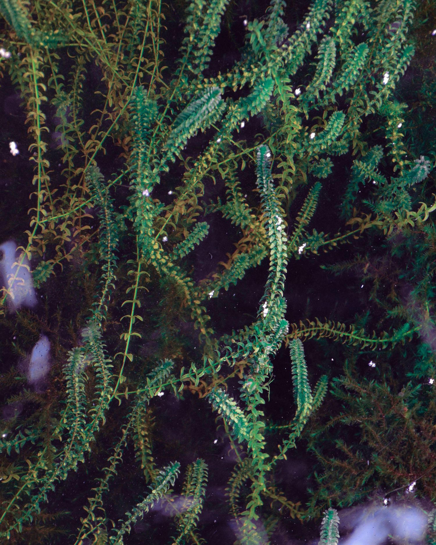 Dense green aquatic or evergreen plant with delicate feathery branches against dark background.