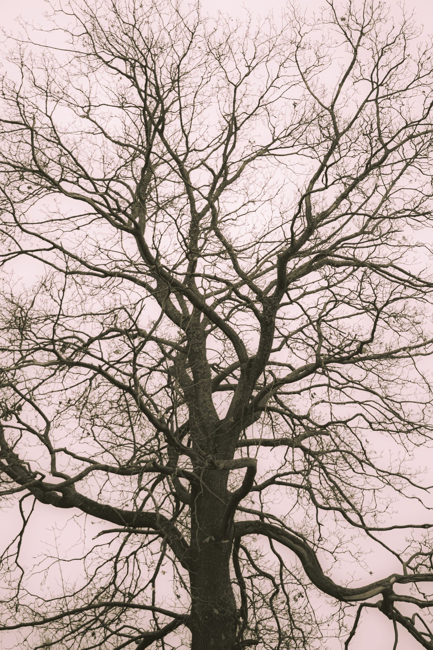 Vintage toned upward view of a large bare tree with sprawling branches against a pale overcast sky.