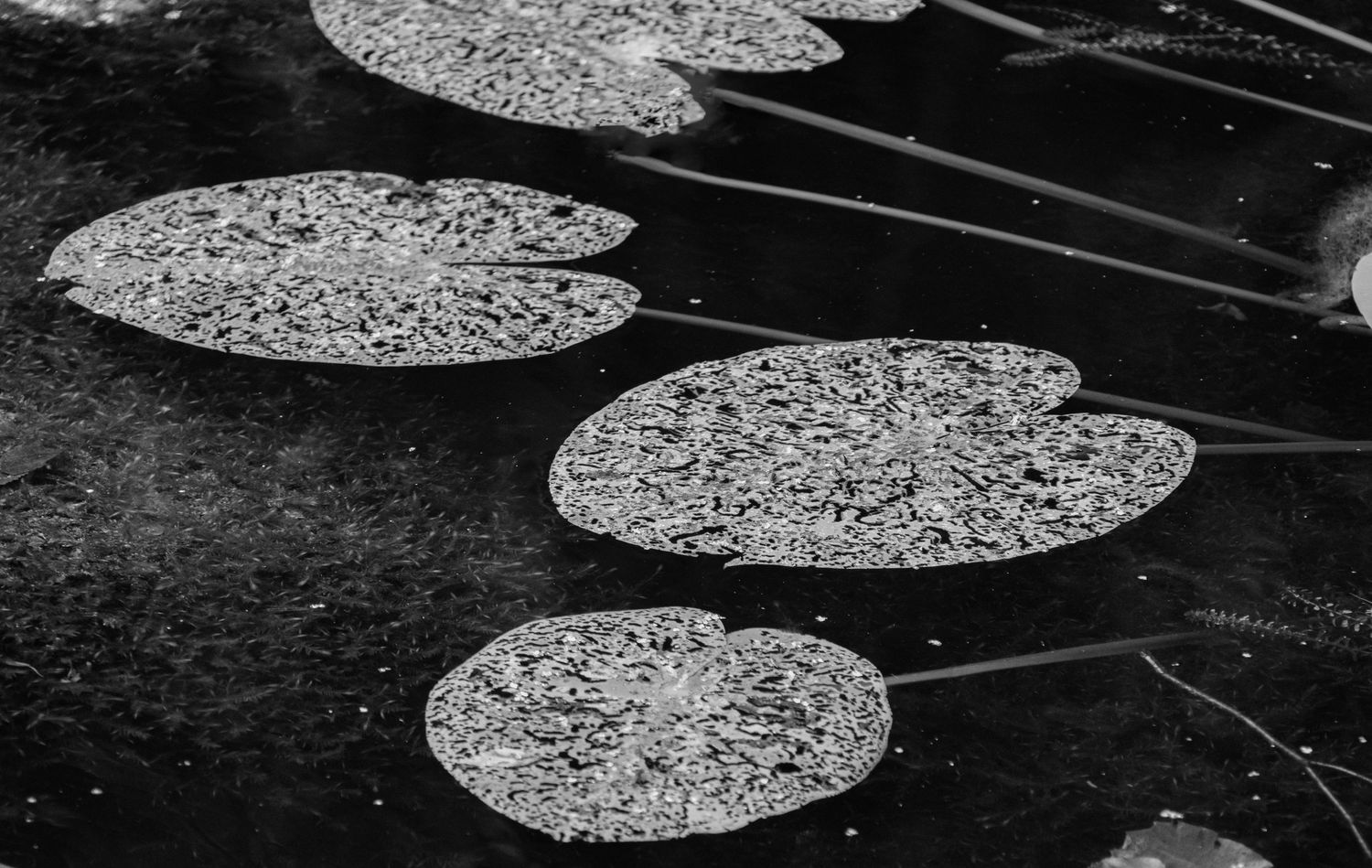 Black and white artistic photo of lily pads floating on calm dark water surface.