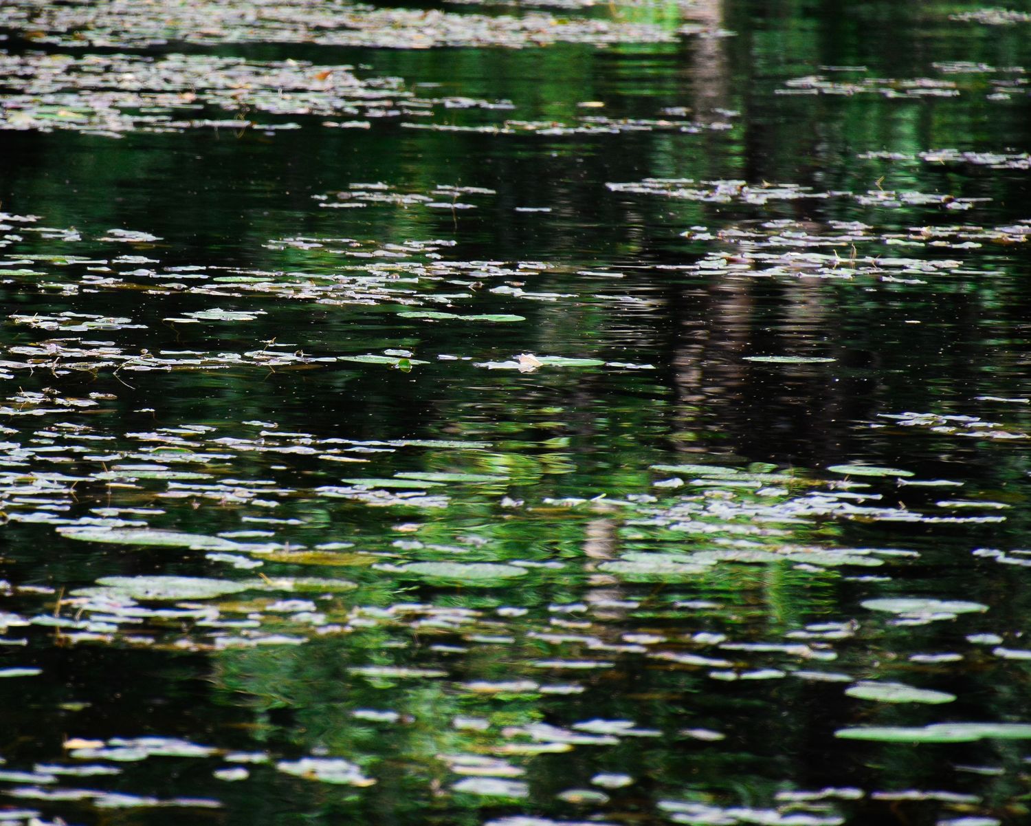 Lush green lily pads floating on a dark reflective pond surface with shimmering light reflections.