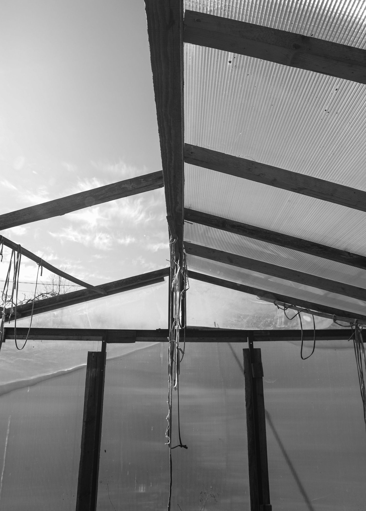 Black and white low-angle view of greenhouse wooden beam framework and translucent corrugated roof panels.