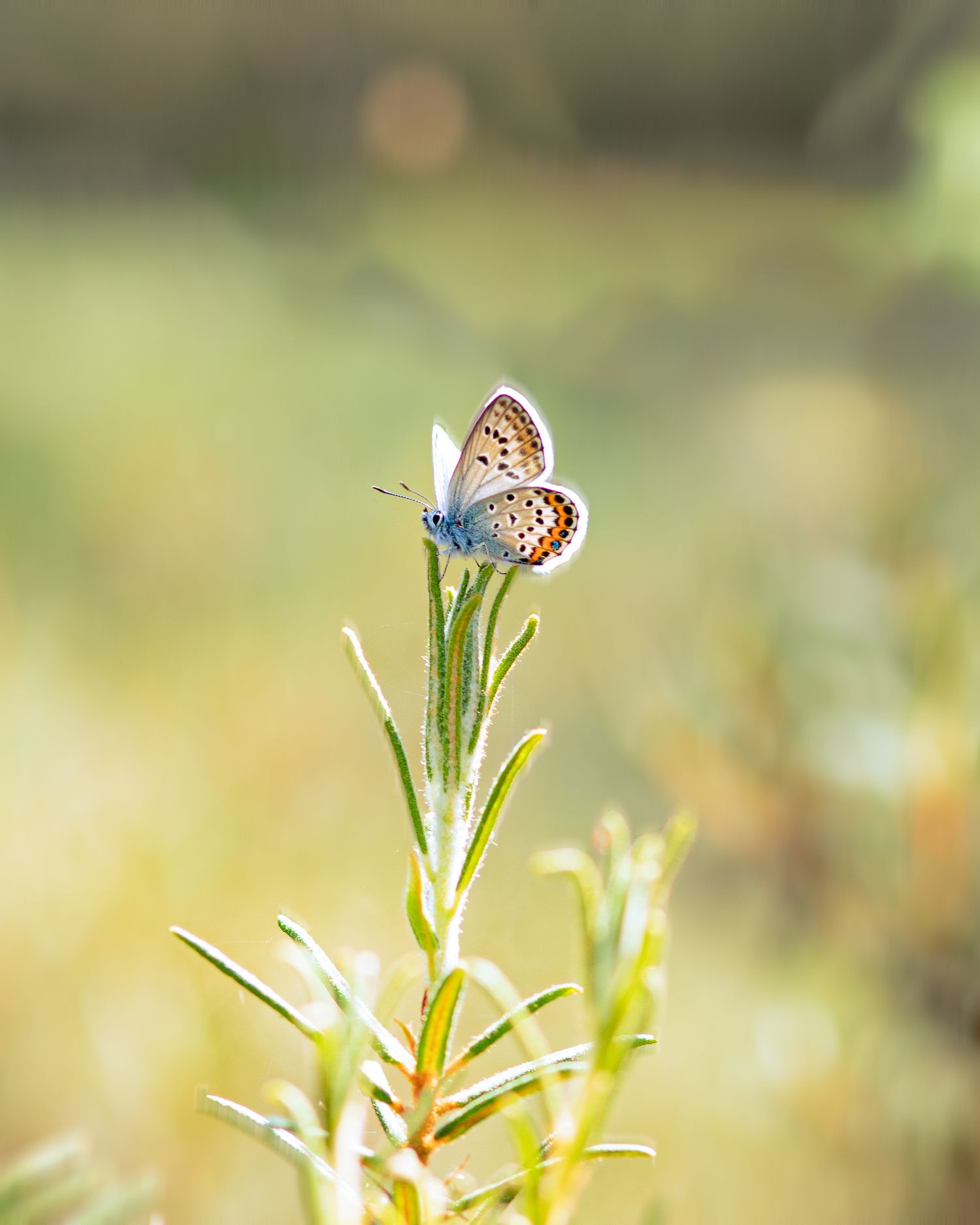 A delicate blue butterfly with spotted wings perches gracefully on a green plant stem in a sunlit meadow.