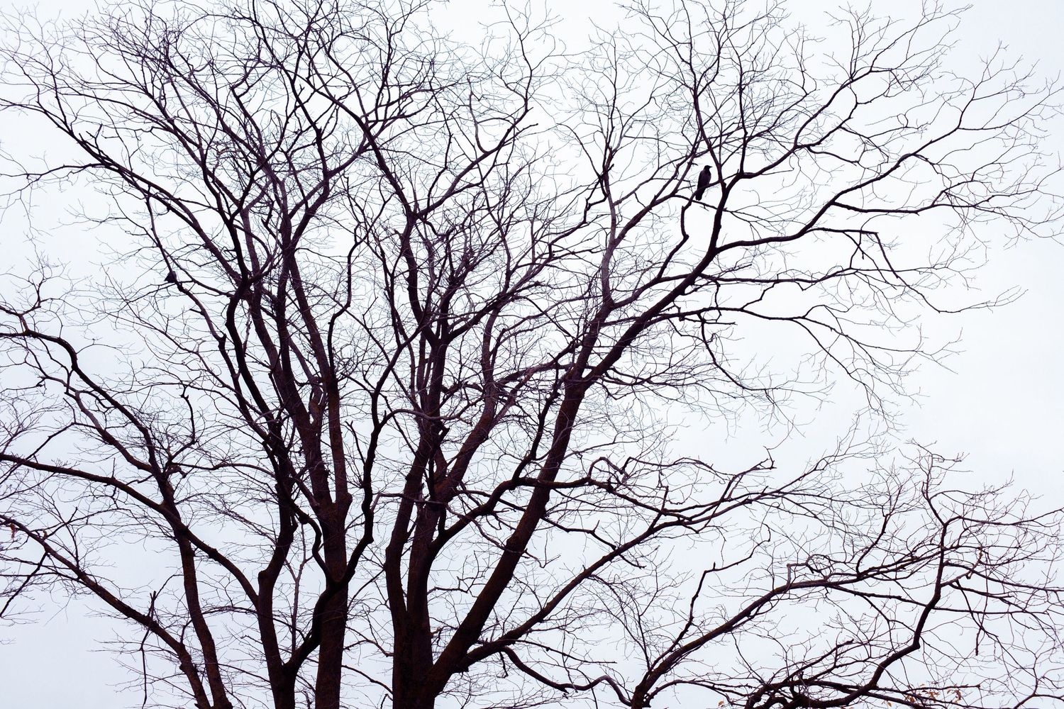Black and white silhouette of sprawling bare tree branches against a pale winter sky.