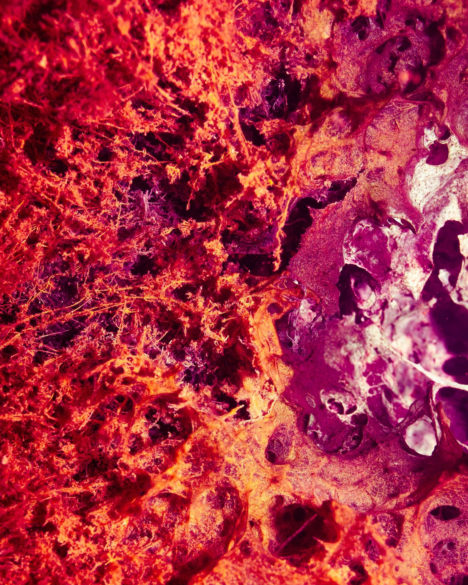 Close-up microscopic view of vibrant red and pink biological tissue with crystalline formations.