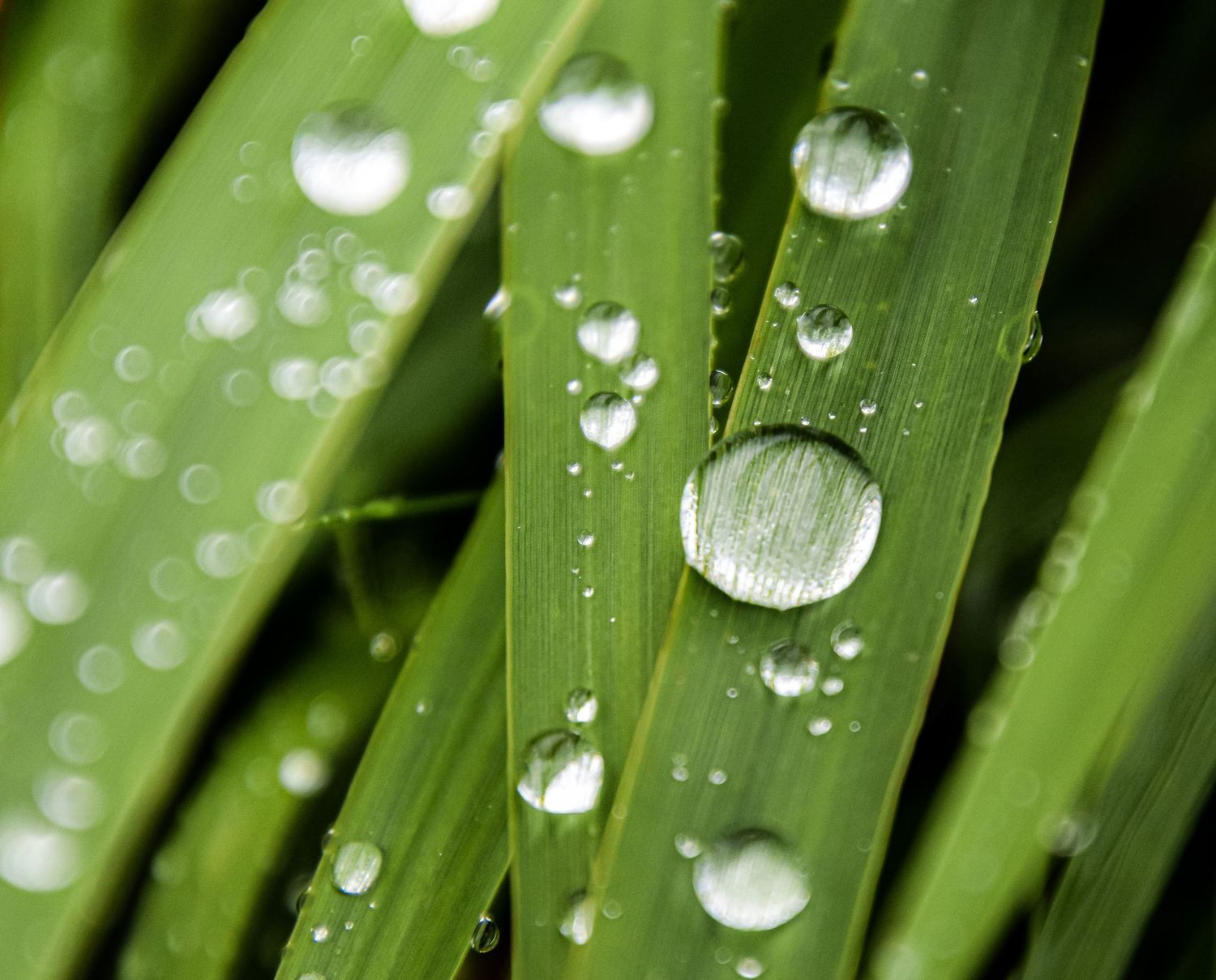 Macro photo of fresh green grass blades covered in sparkling water droplets after rain.