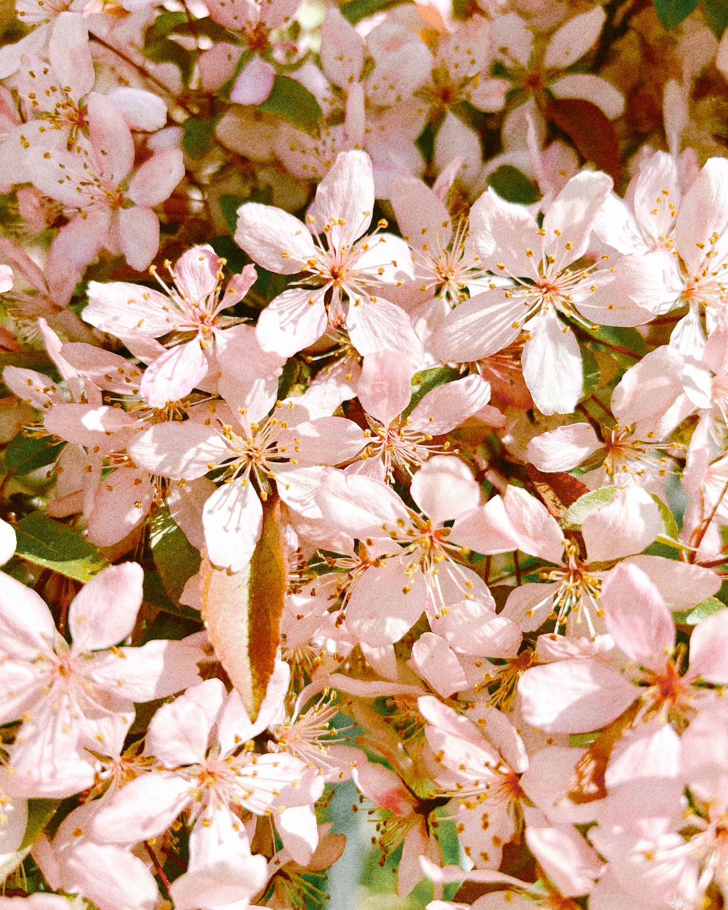 Close-up of delicate pink cherry blossom flowers in full bloom with golden stamens and green leaves.