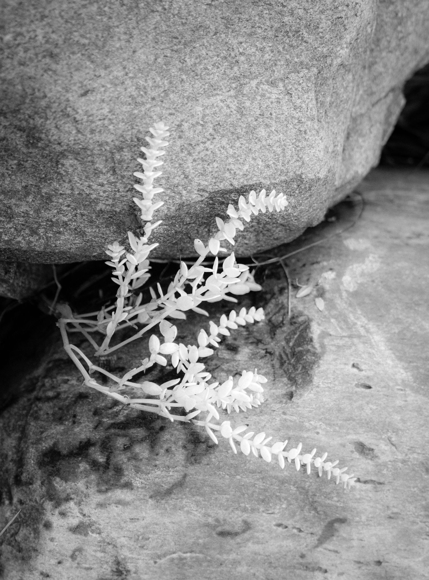 Black and white photograph of delicate white plant sprouting between two large boulder rocks.