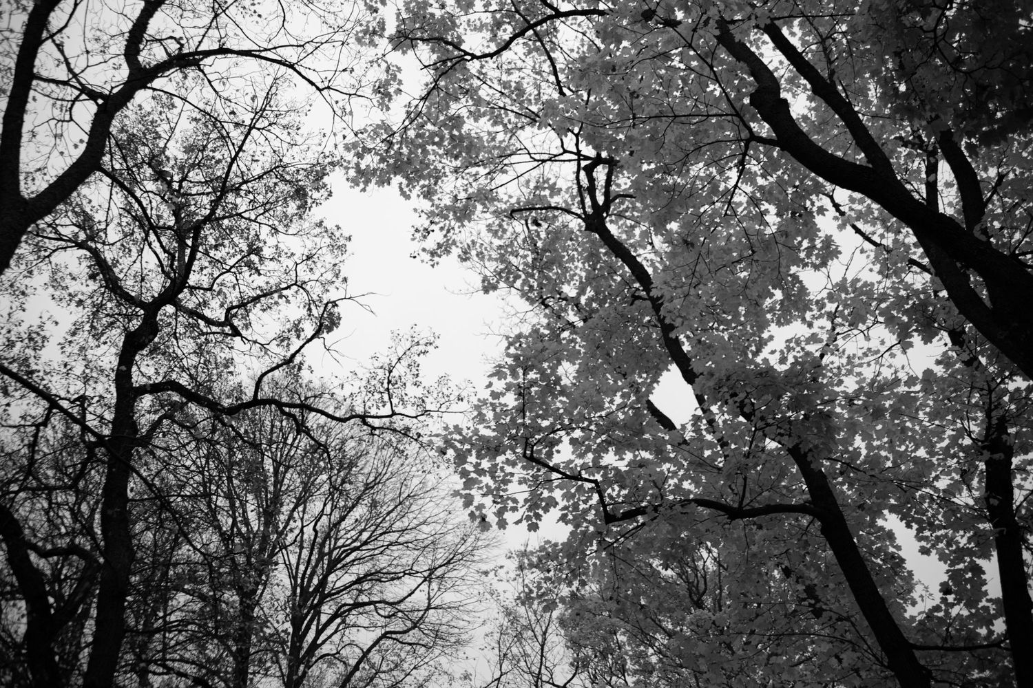 Black and white upward view of bare and leafy tree canopies against a bright sky in a forest.