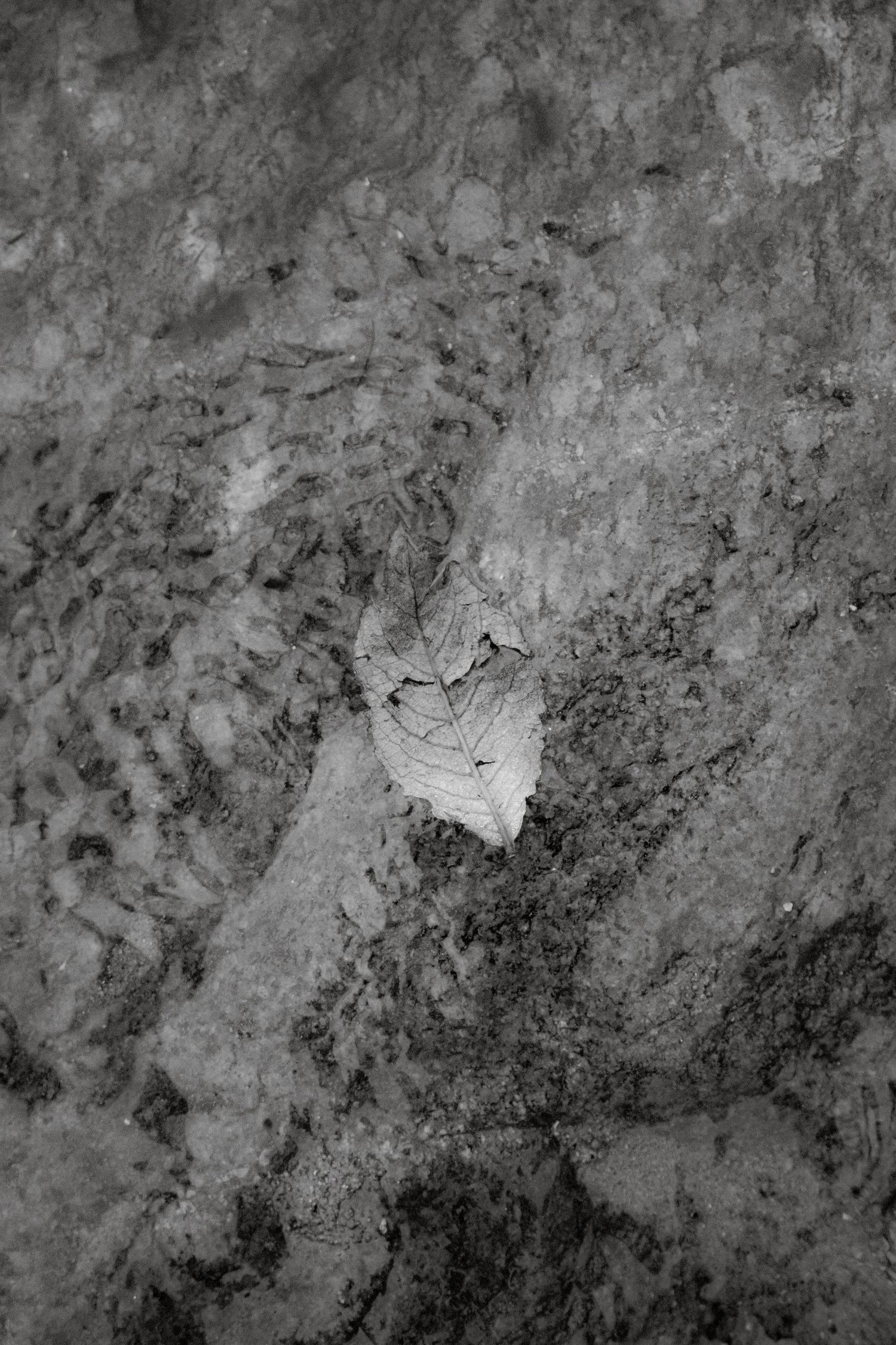 Black and white macro photo of a dried fallen leaf resting on textured rocky ground.